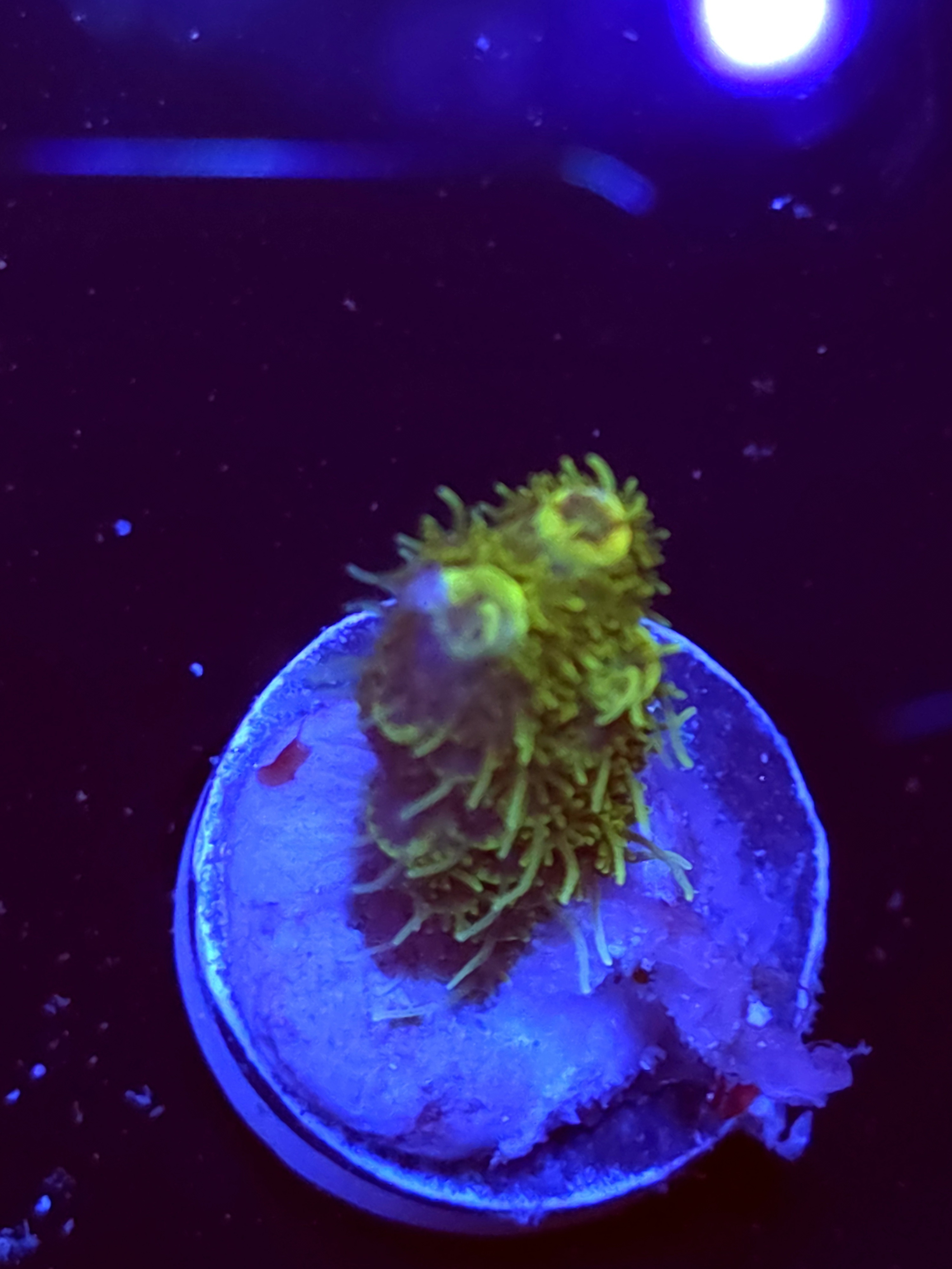 SBB "Coral Quarry" Acro Small Branch