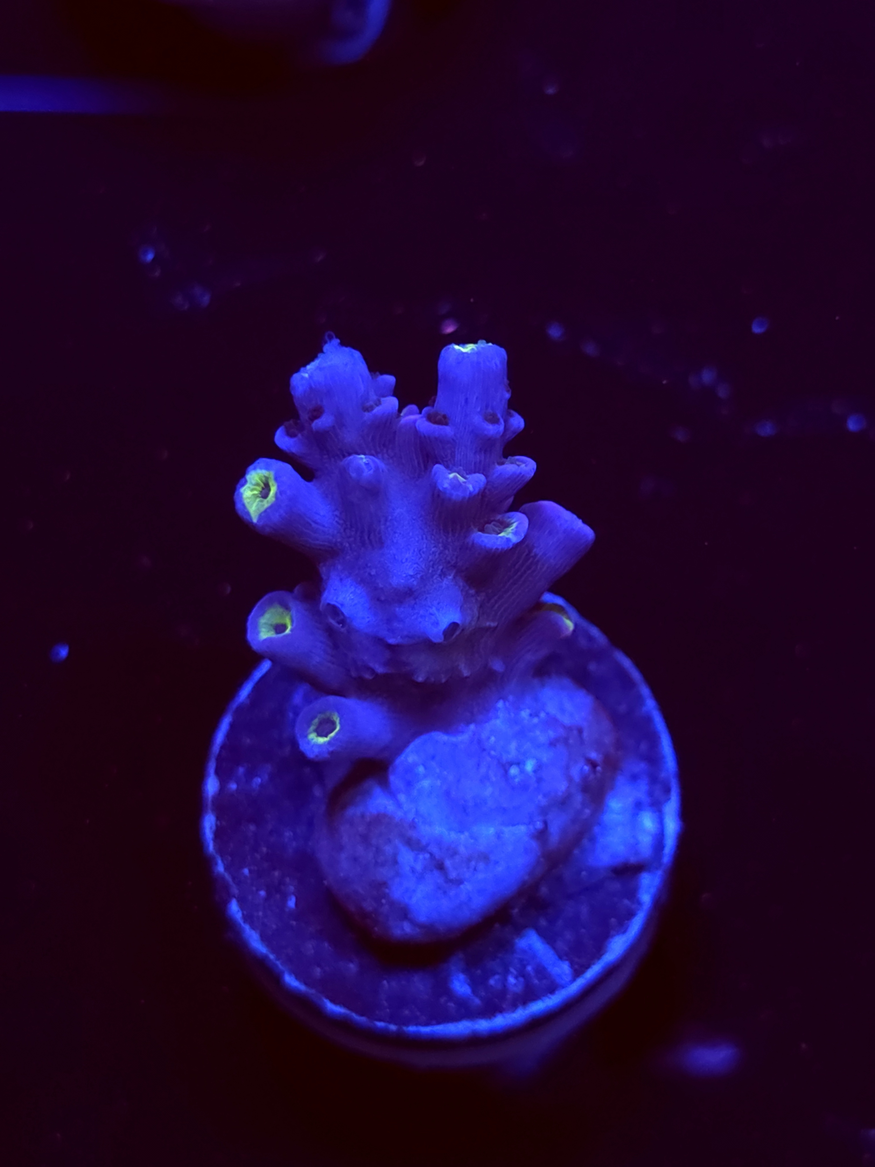 SBB "Purple Sun" Acro Small Branch