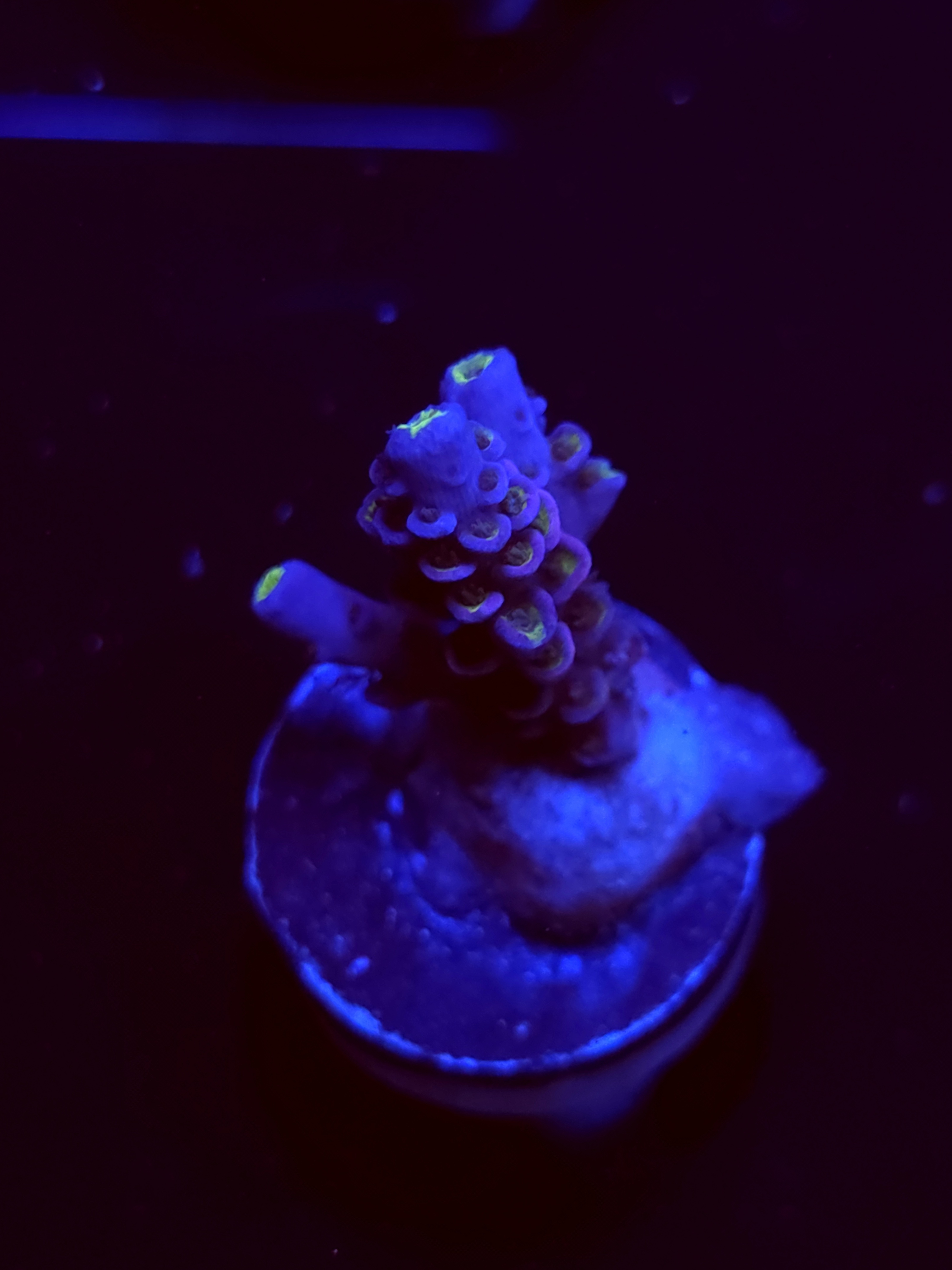 SBB "Purple Sun" Acro Small 2 Branch