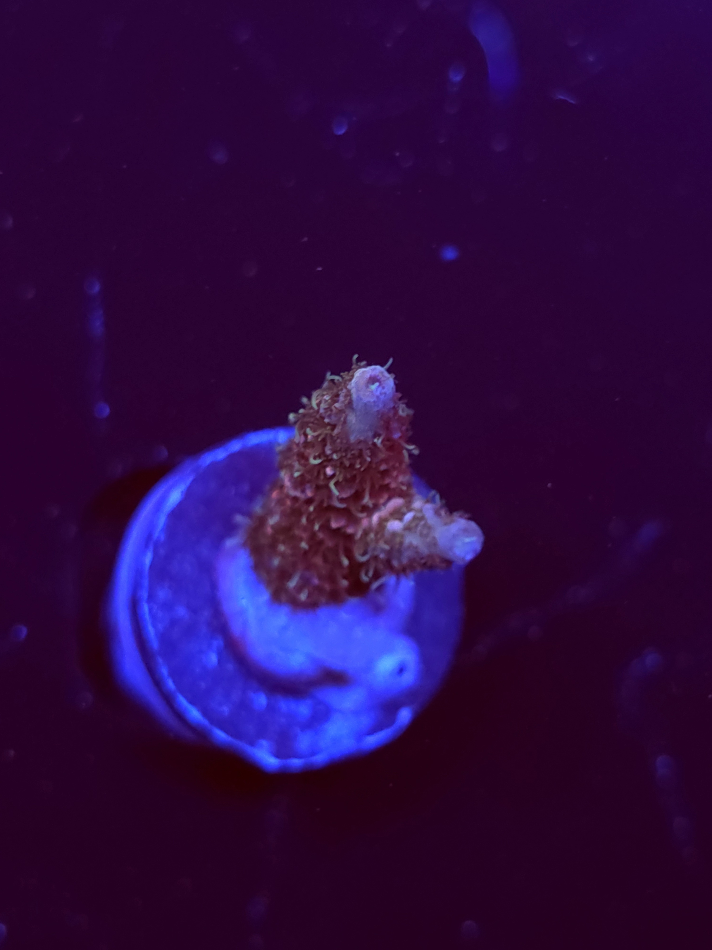 SBB "Deep Space" Acro Medium Branch
