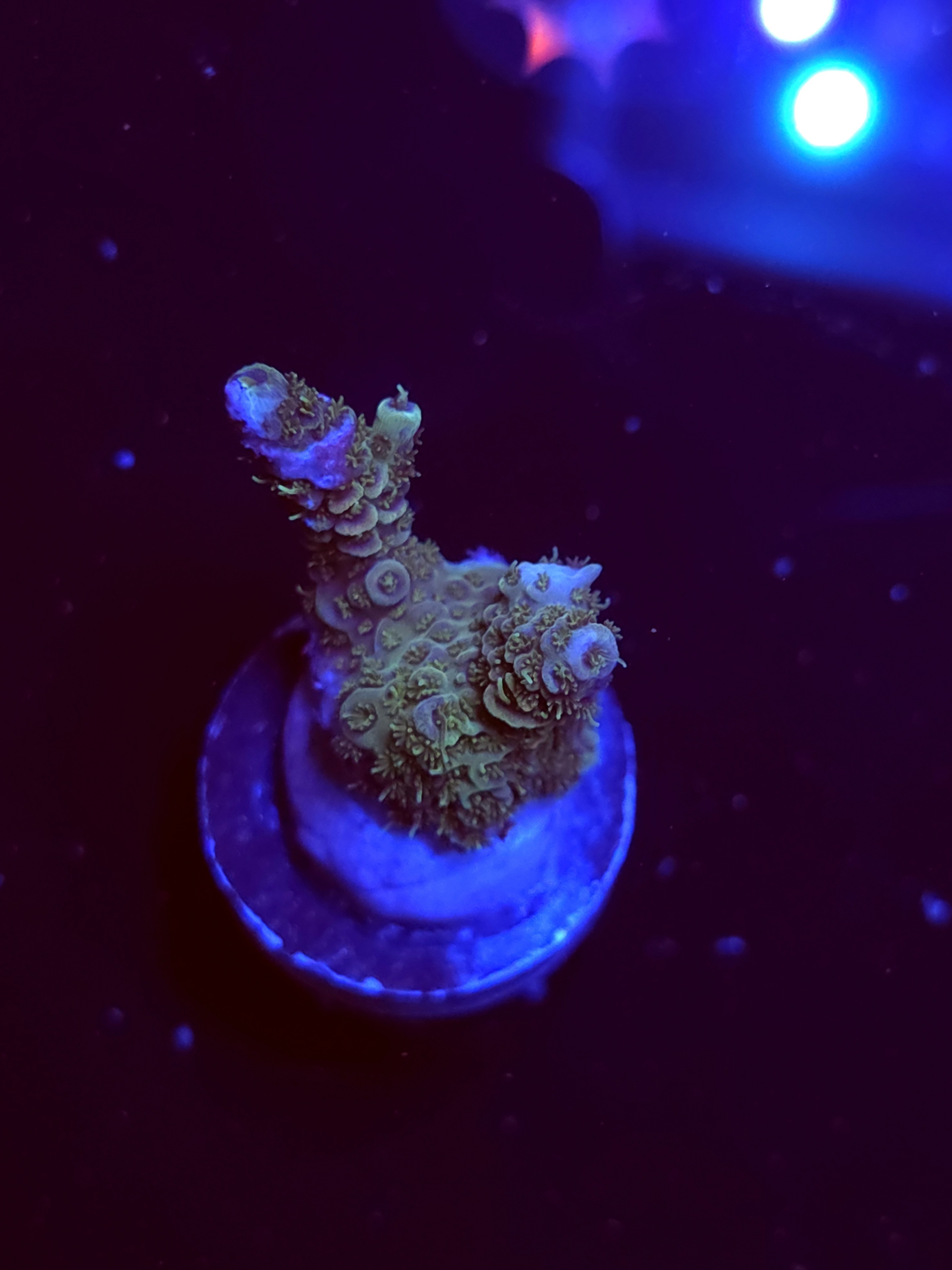 SBB "Sugar Melt" Acro Small 2 Branch