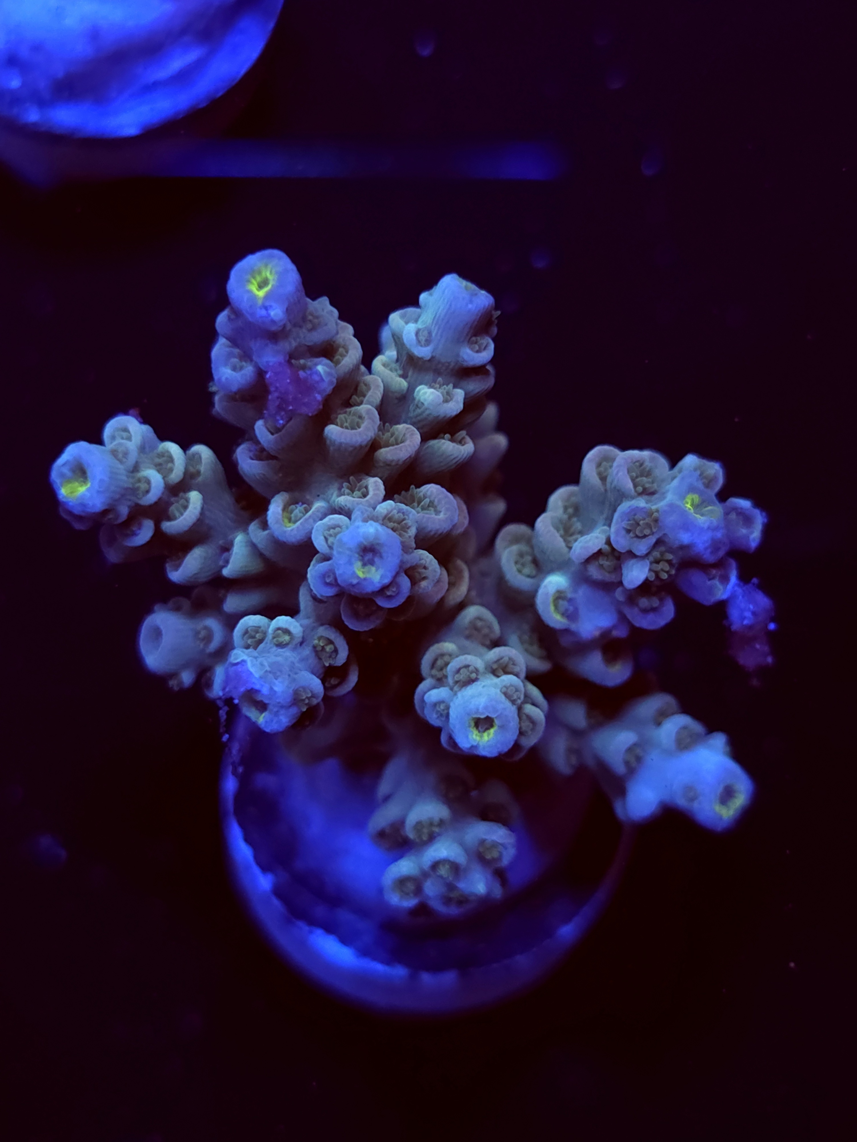 SBB "Heat Wave" Acro Medium Multibranch