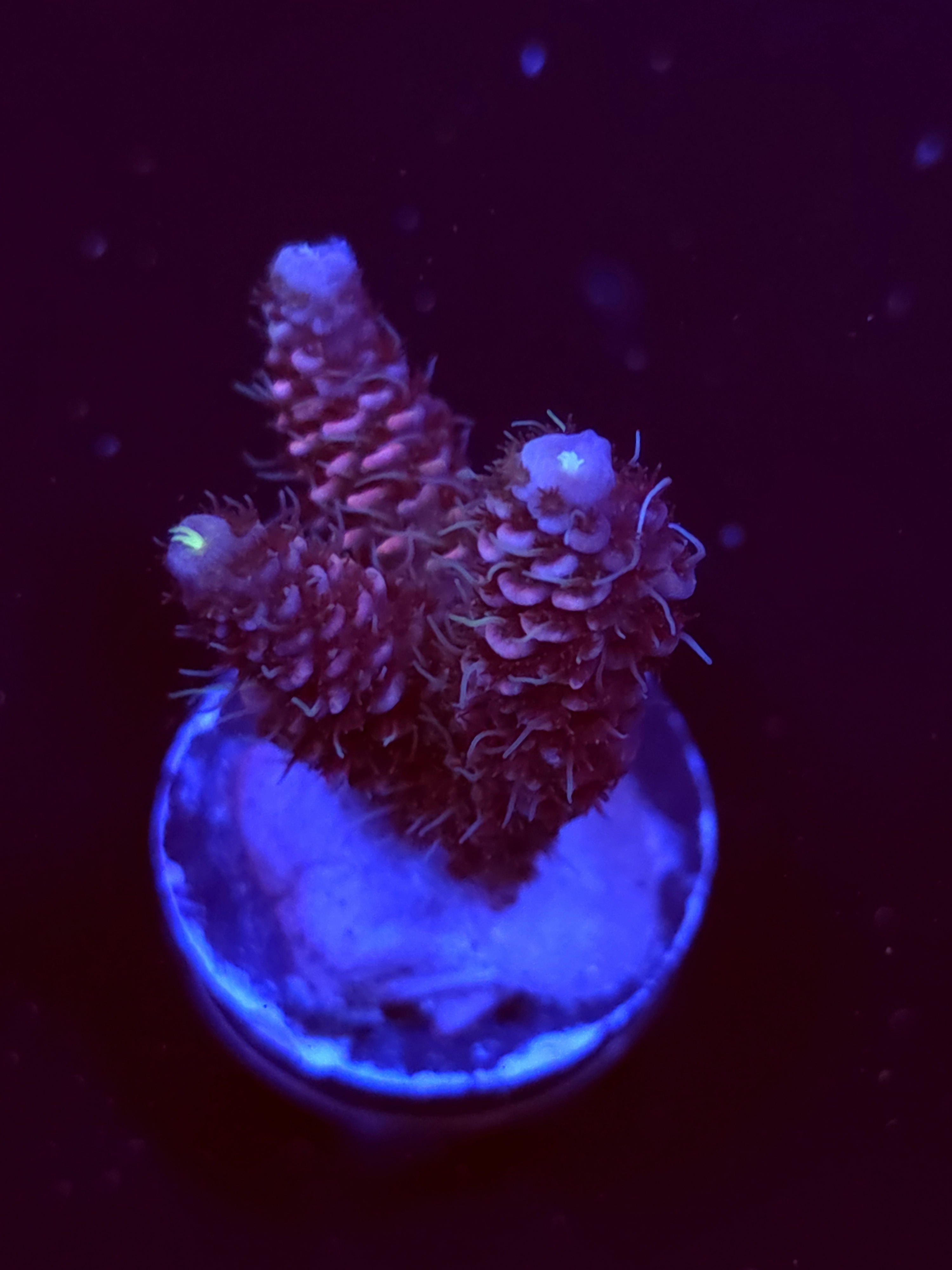 SBB "Glitter Venom" Acro Small 3 Branch