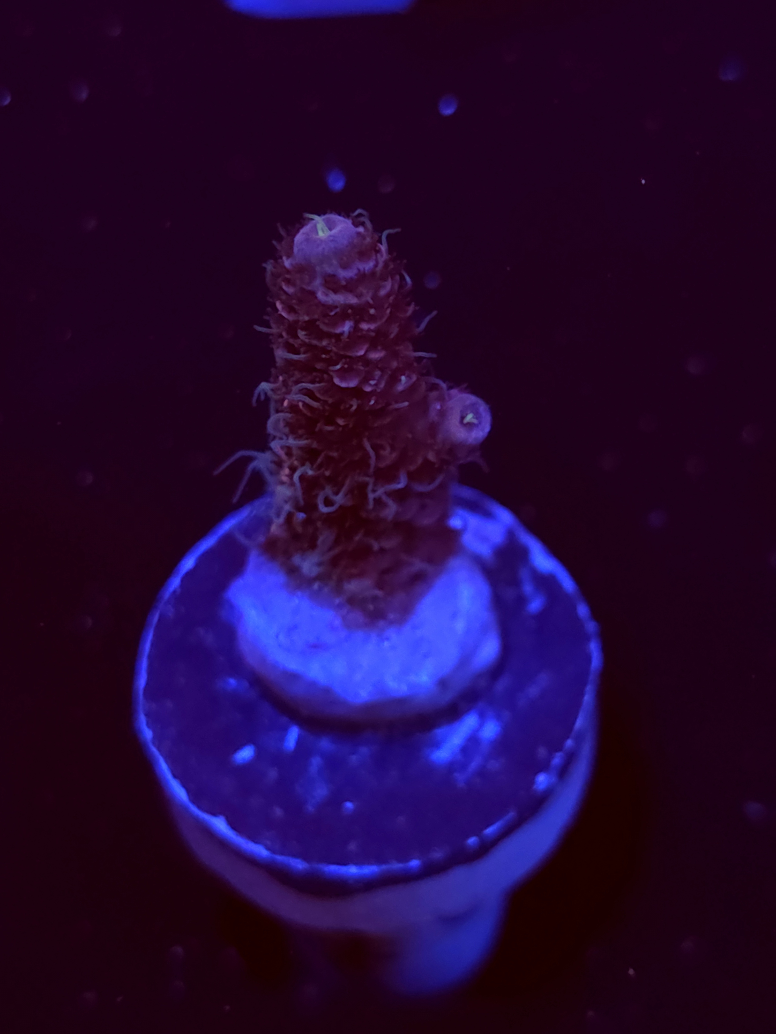 SBB "Glitter Venom" Acro Small Branch