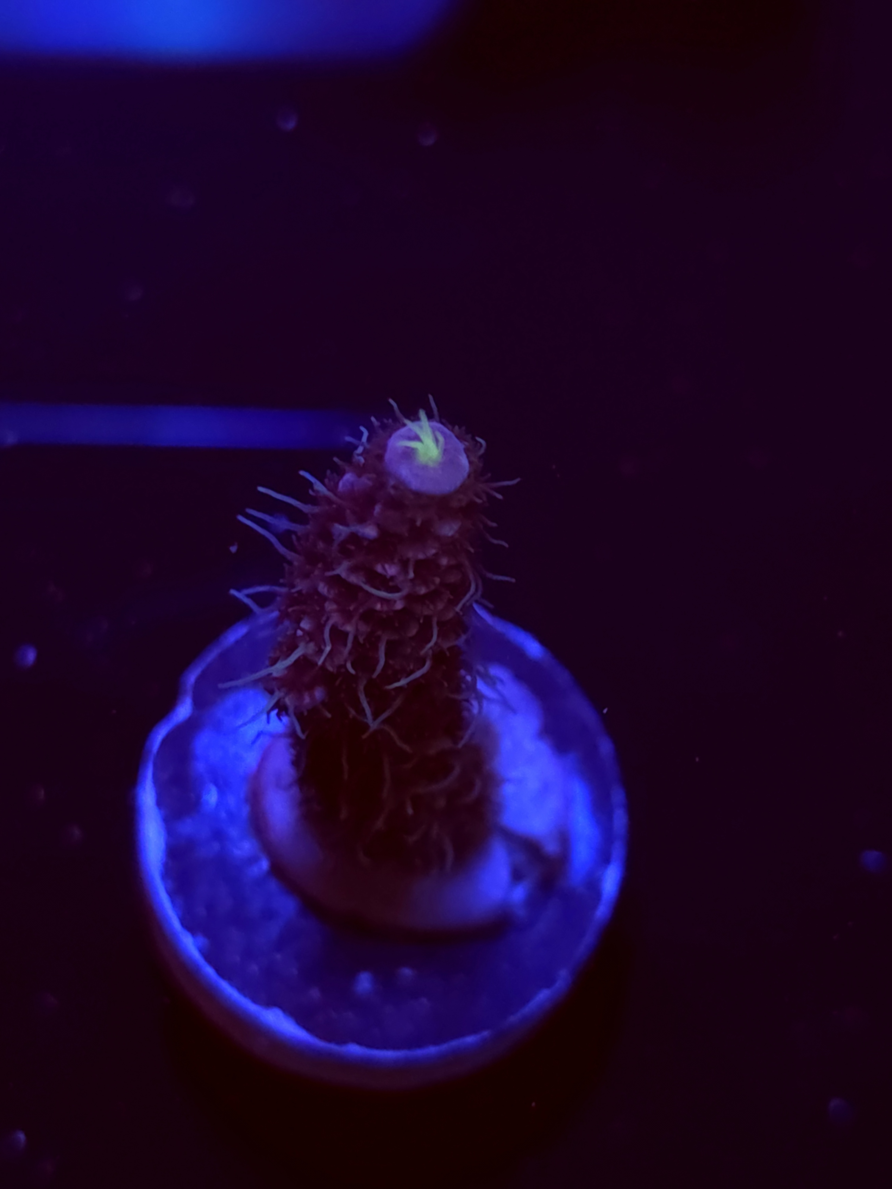 SBB "Glitter Venom" Acro Medium Branch