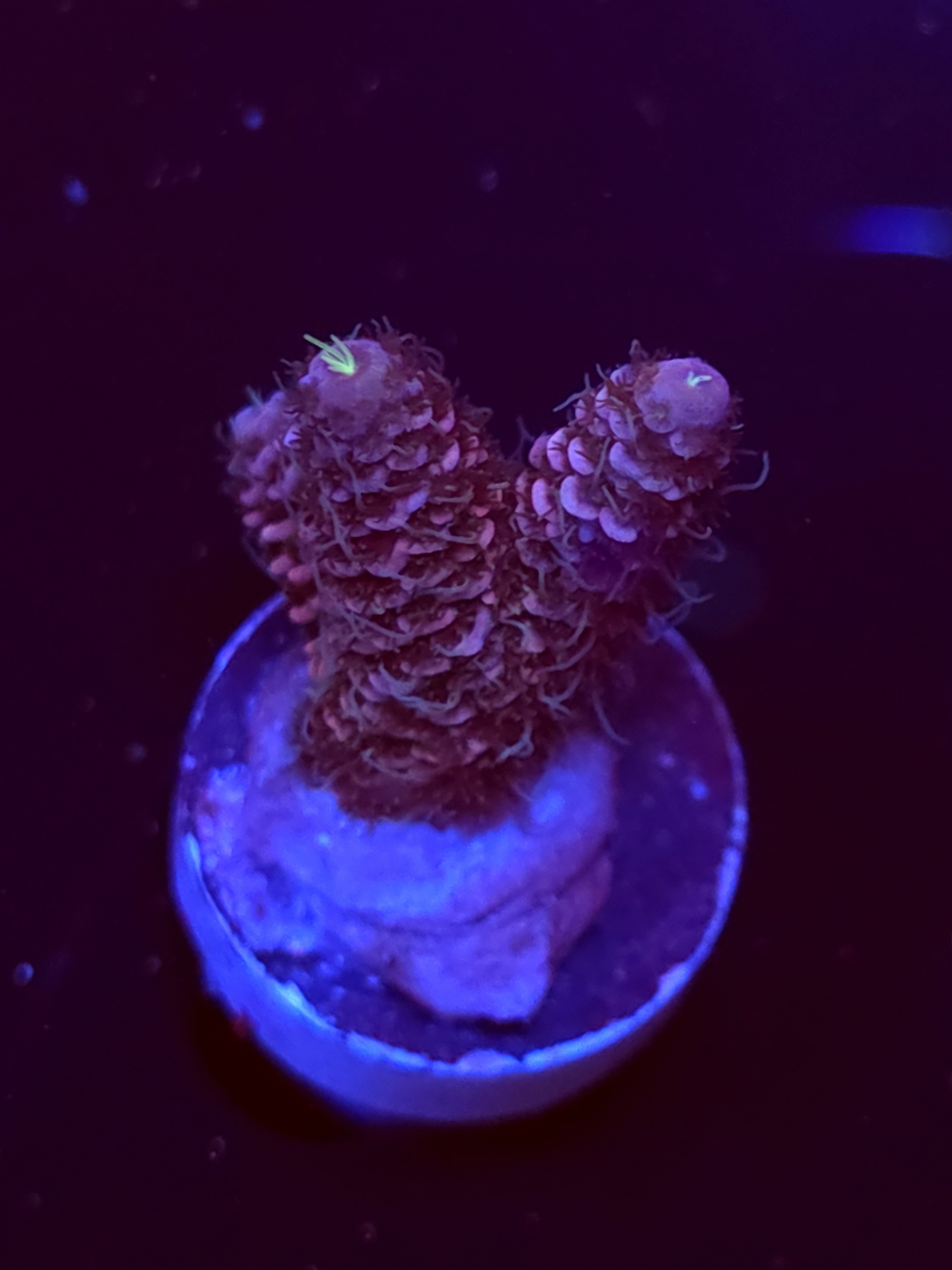 SBB "Glitter Venom" Acro Small 3 Branch