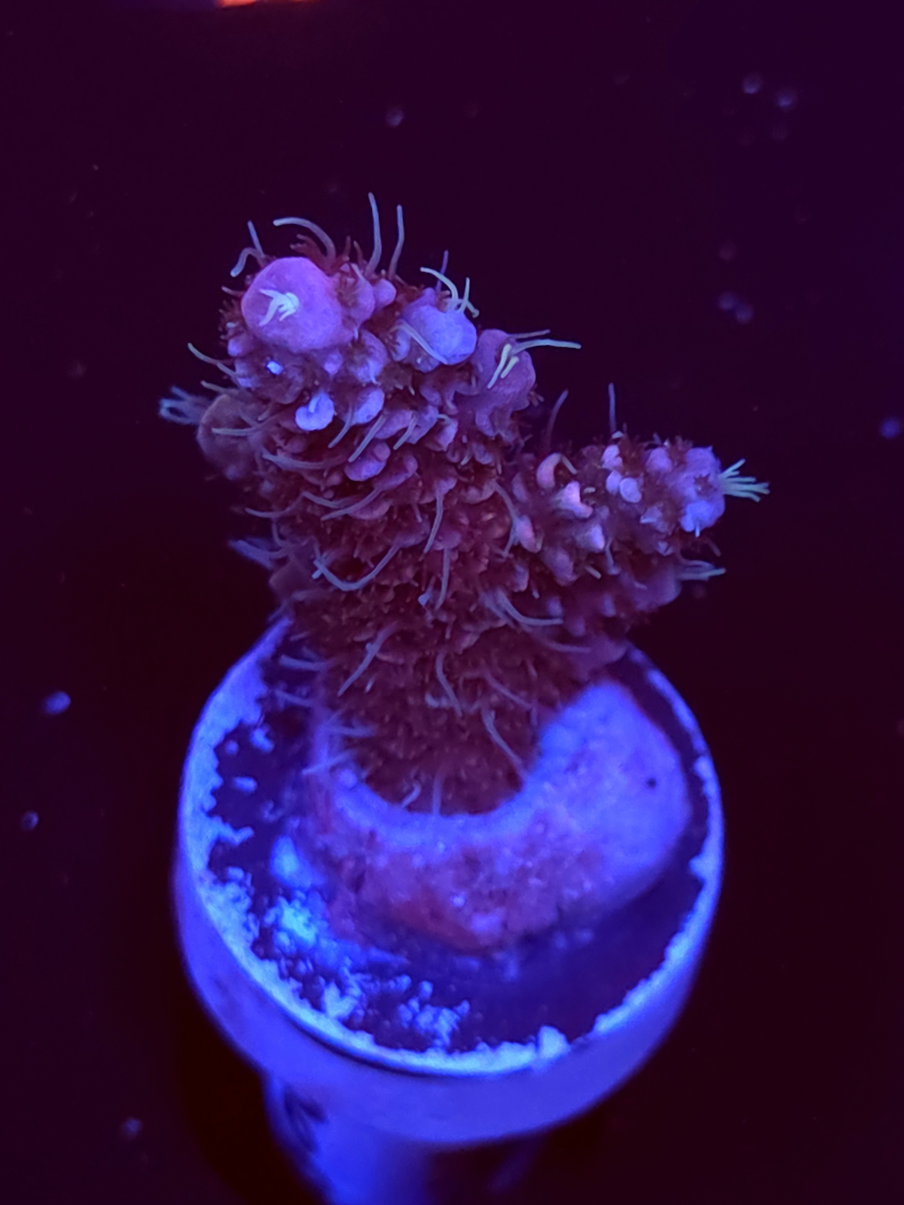 SBB "Glitter Venom" Acro Small Branch