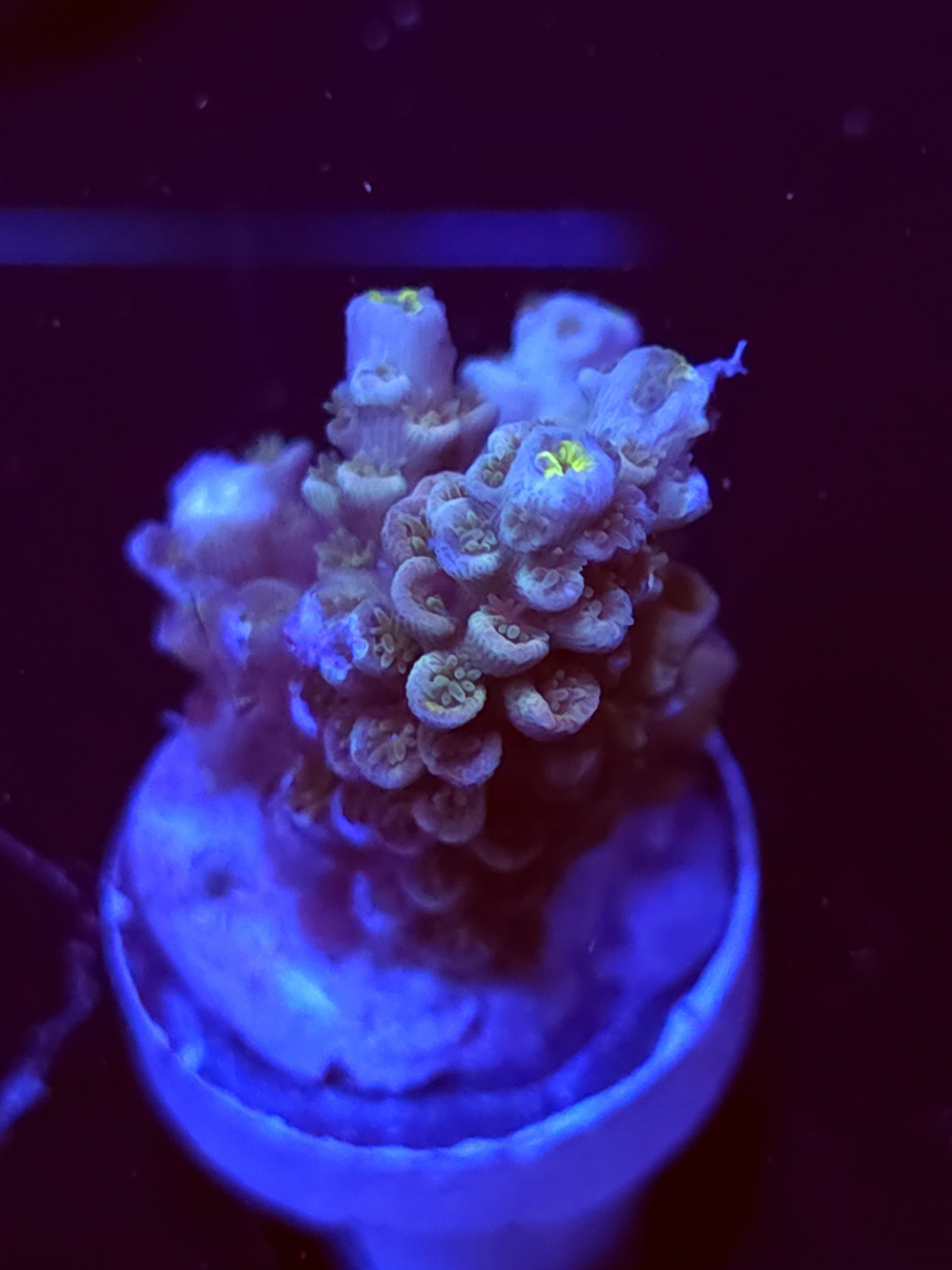 SBB "Heat Wave" Acro Medium Multibranch