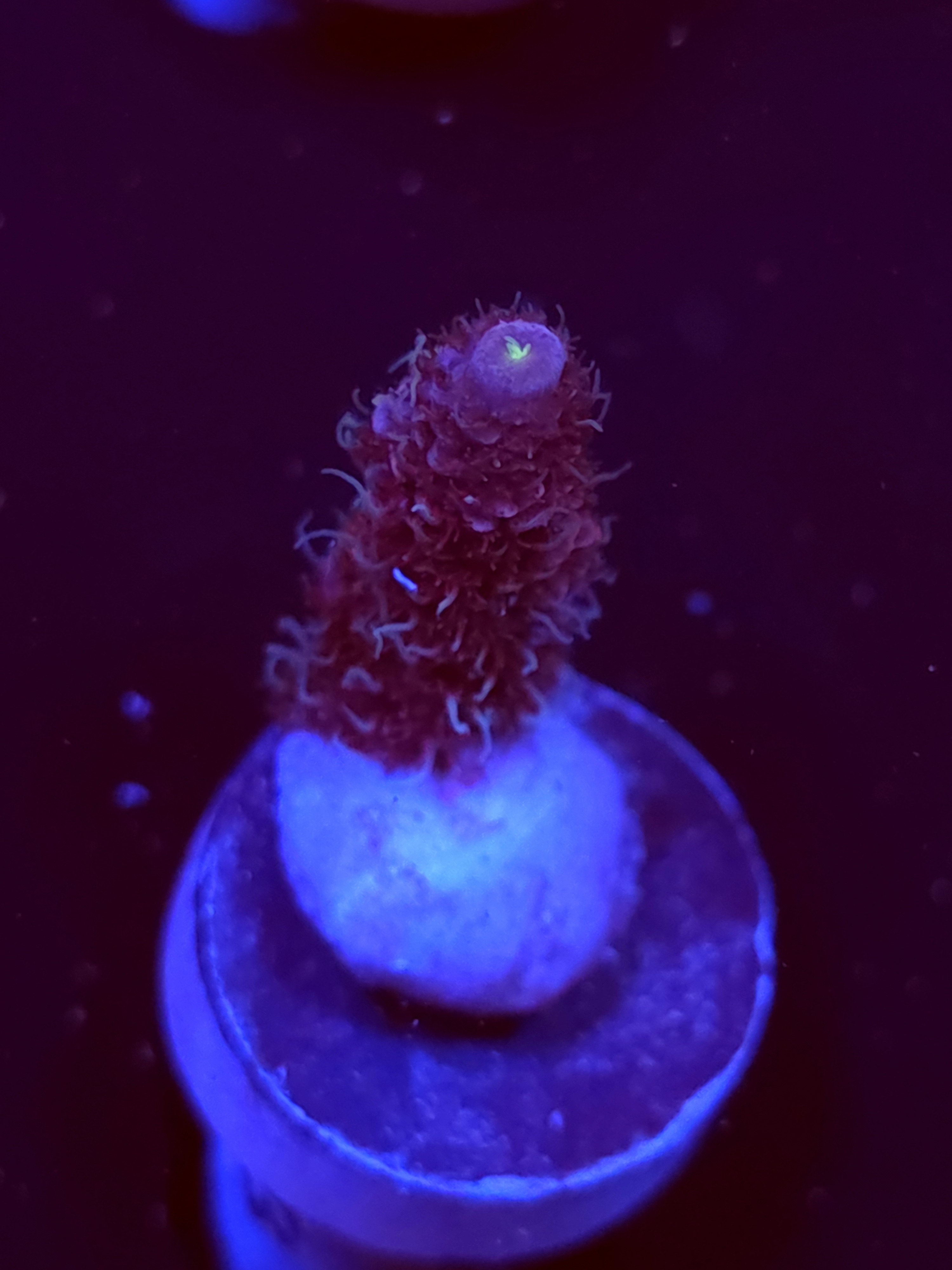 SBB "Glitter Venom" Acro Small Branch
