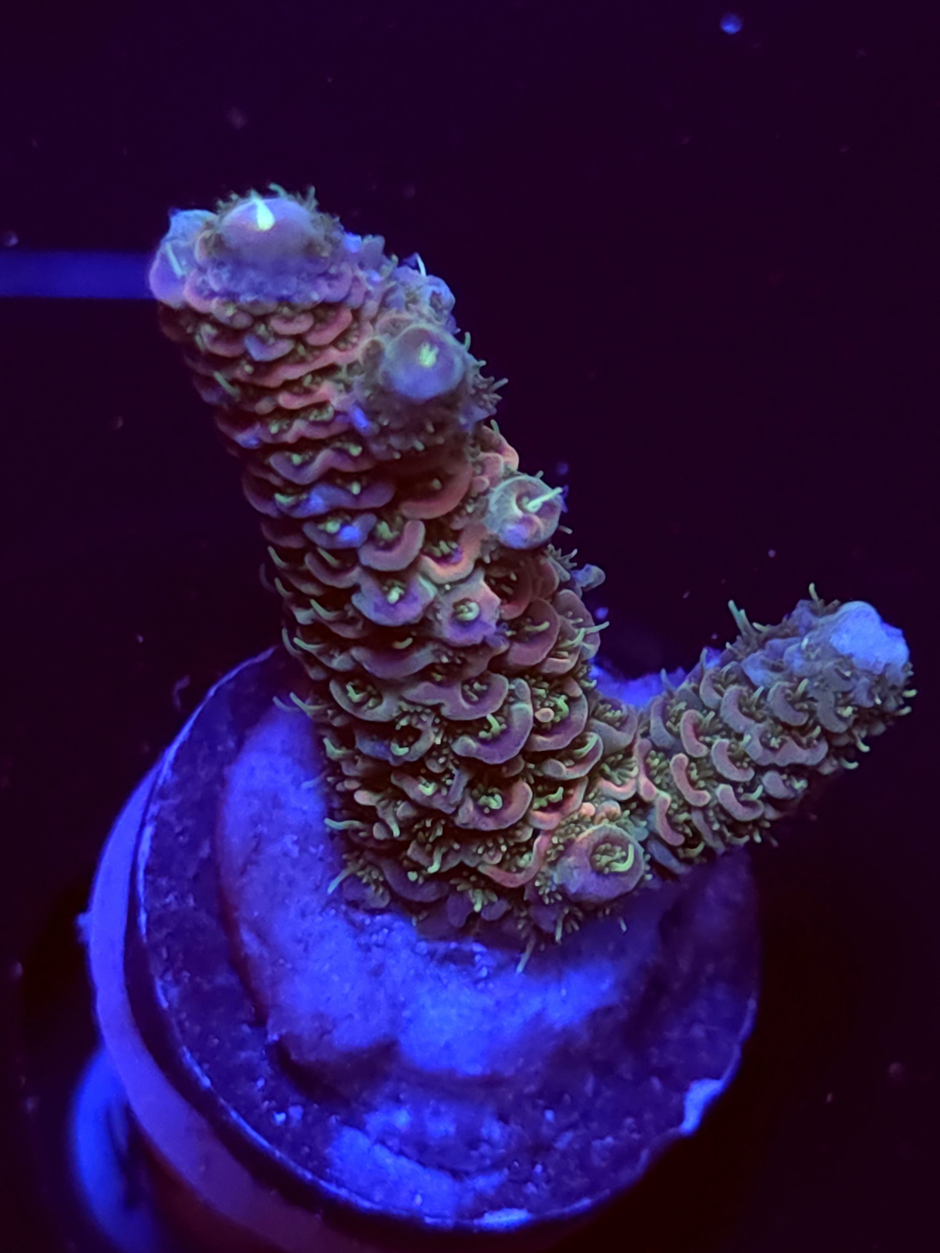 SBB "Sugar Melt" Acro Medium 2 Branch