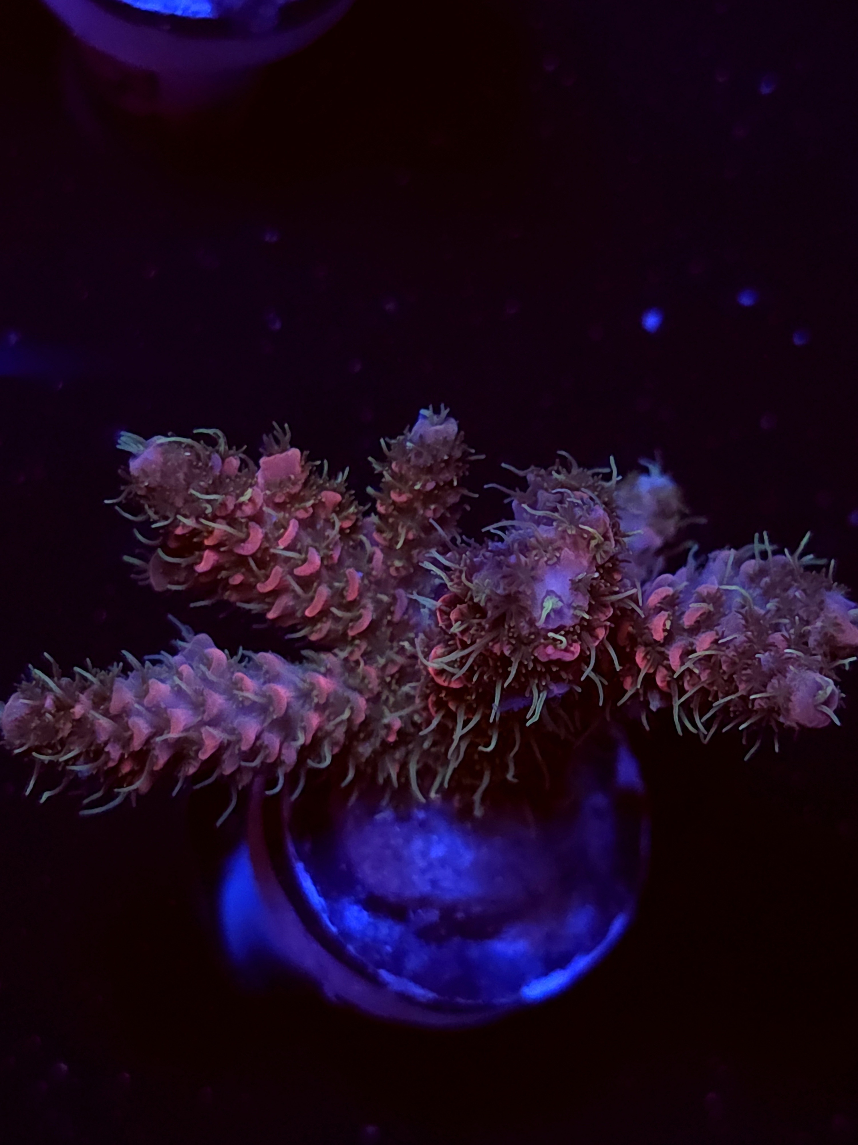 SBB "No Name" Acro Medium Multibranch