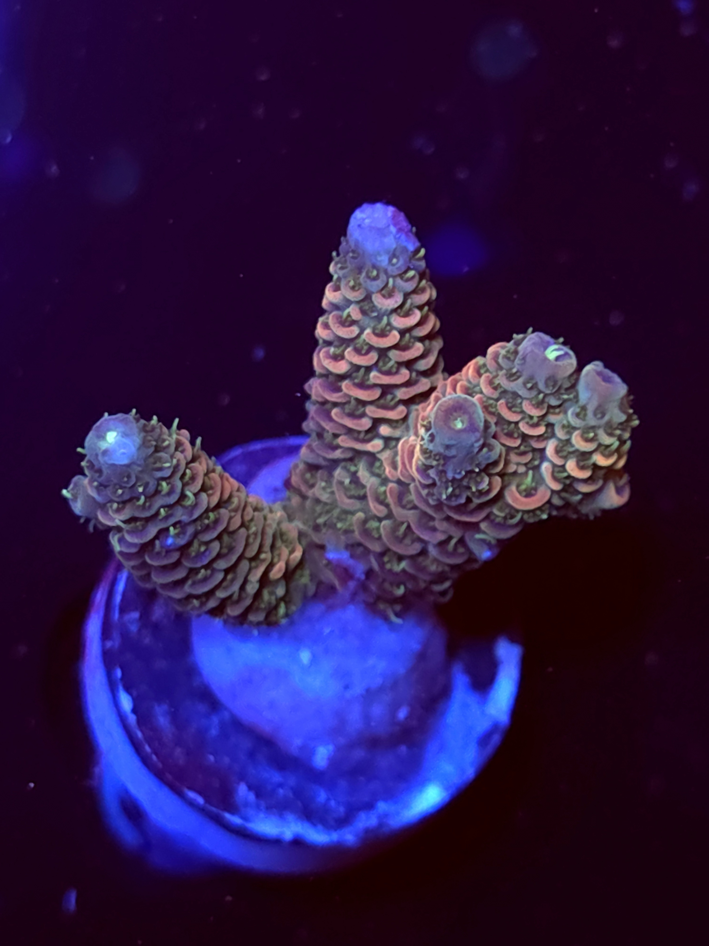 SBB "Sugar Melt" Acro Medium 3 Branch