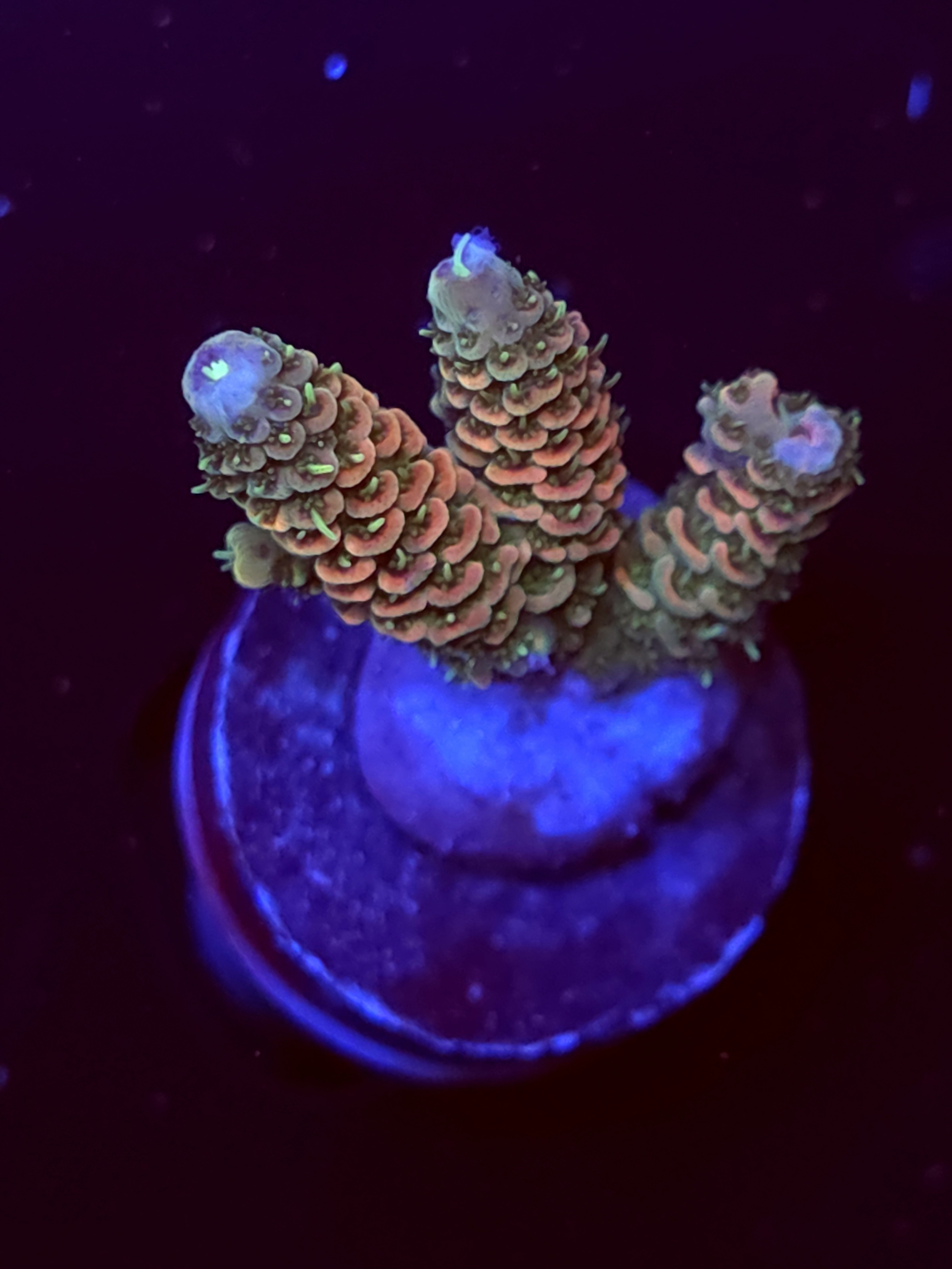 SBB "Sugar Melt" Acro Small 3 Branch