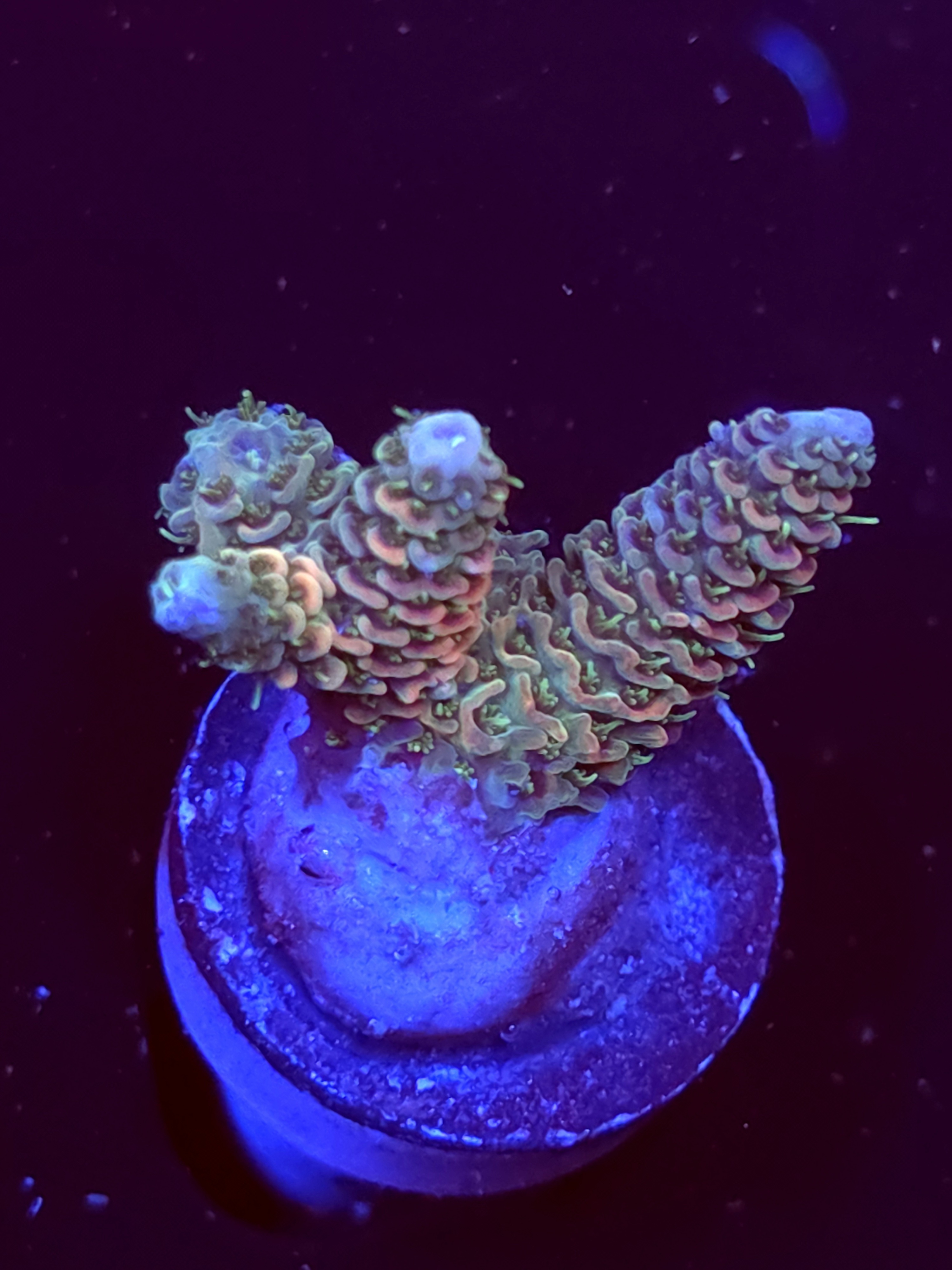 SBB "Sugar Melt" Acro Small 3 Branch