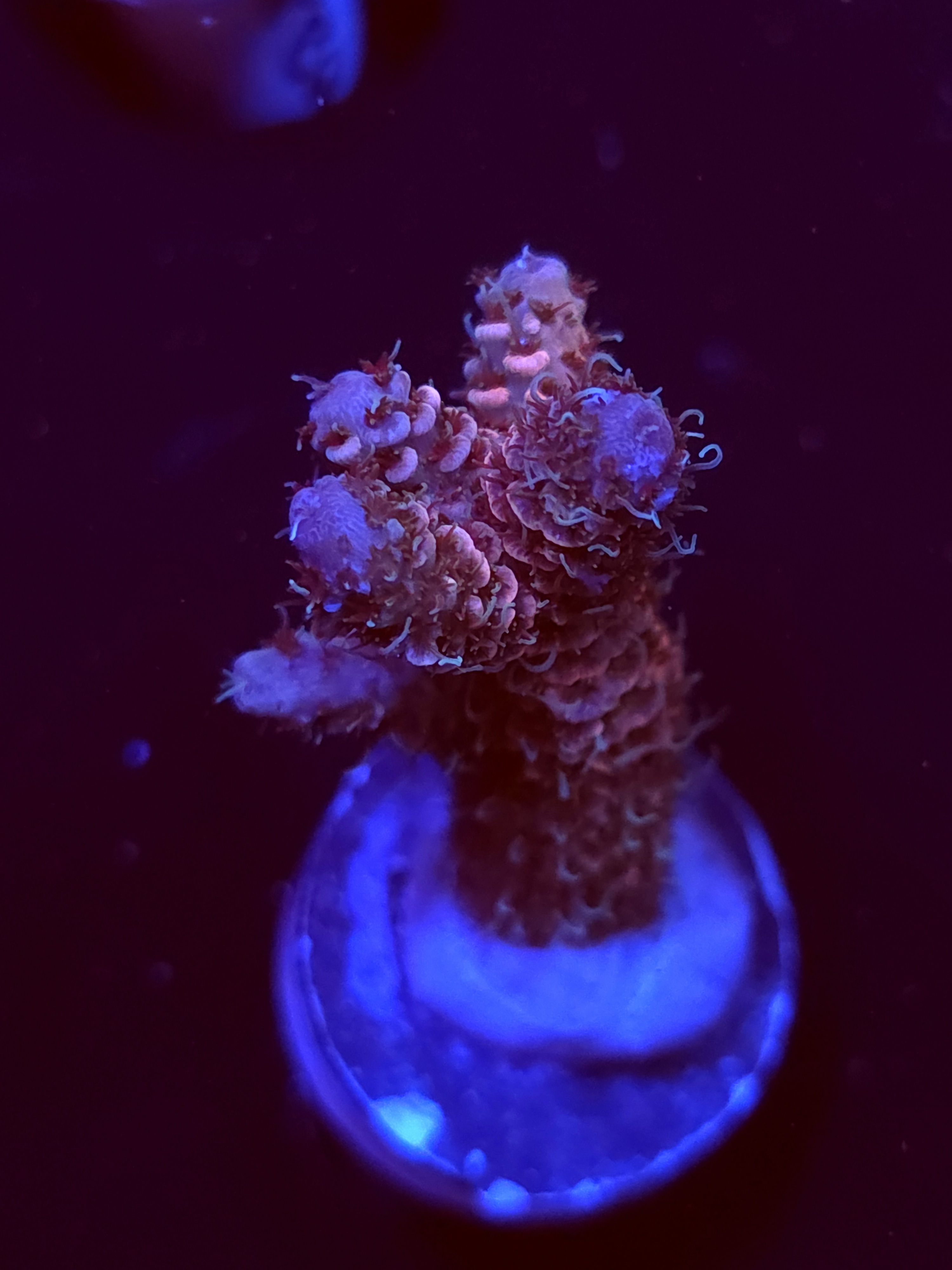 SBB "Deep Space" Acro Medium Branch