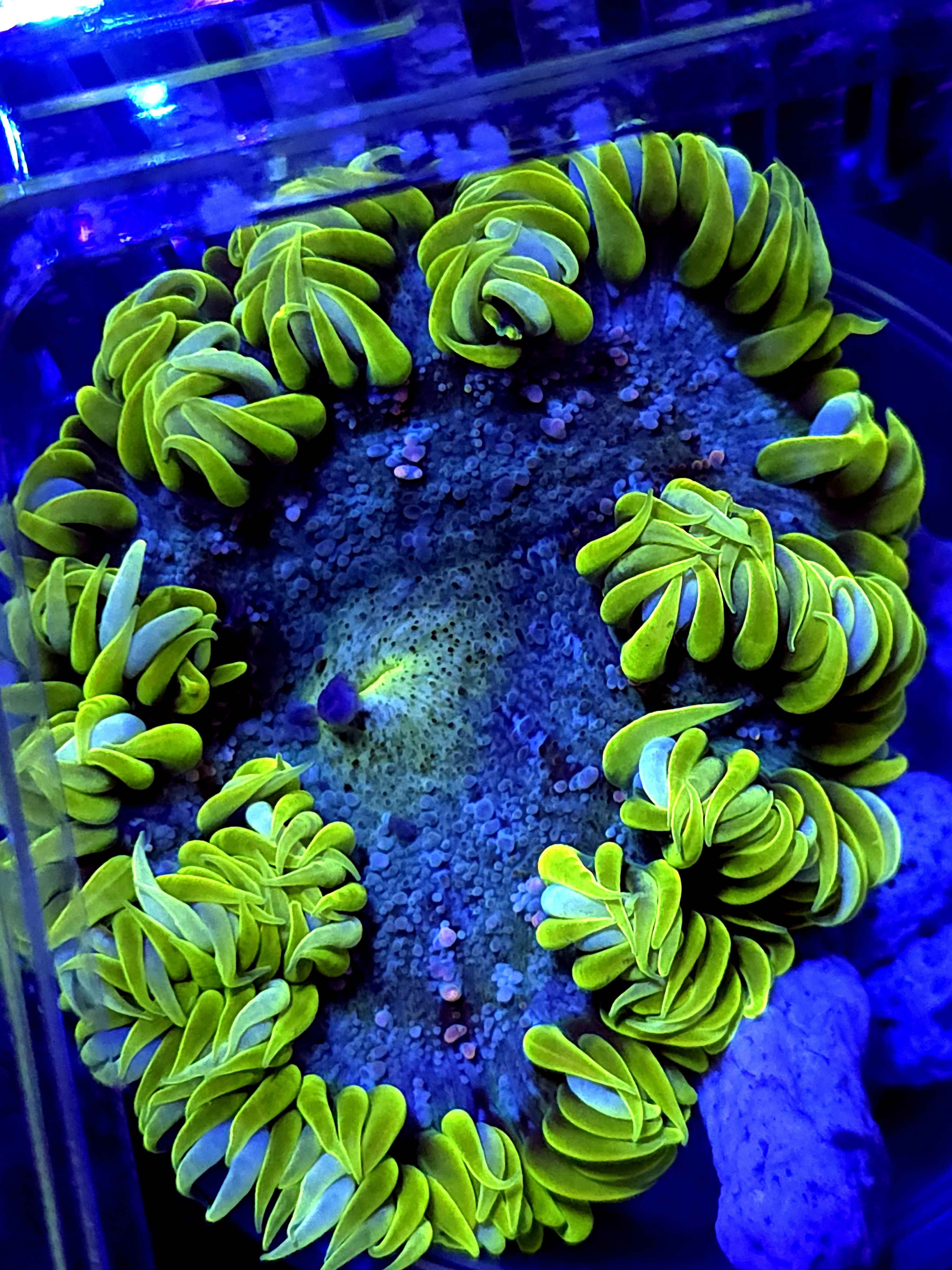SBB green skirt rock flower