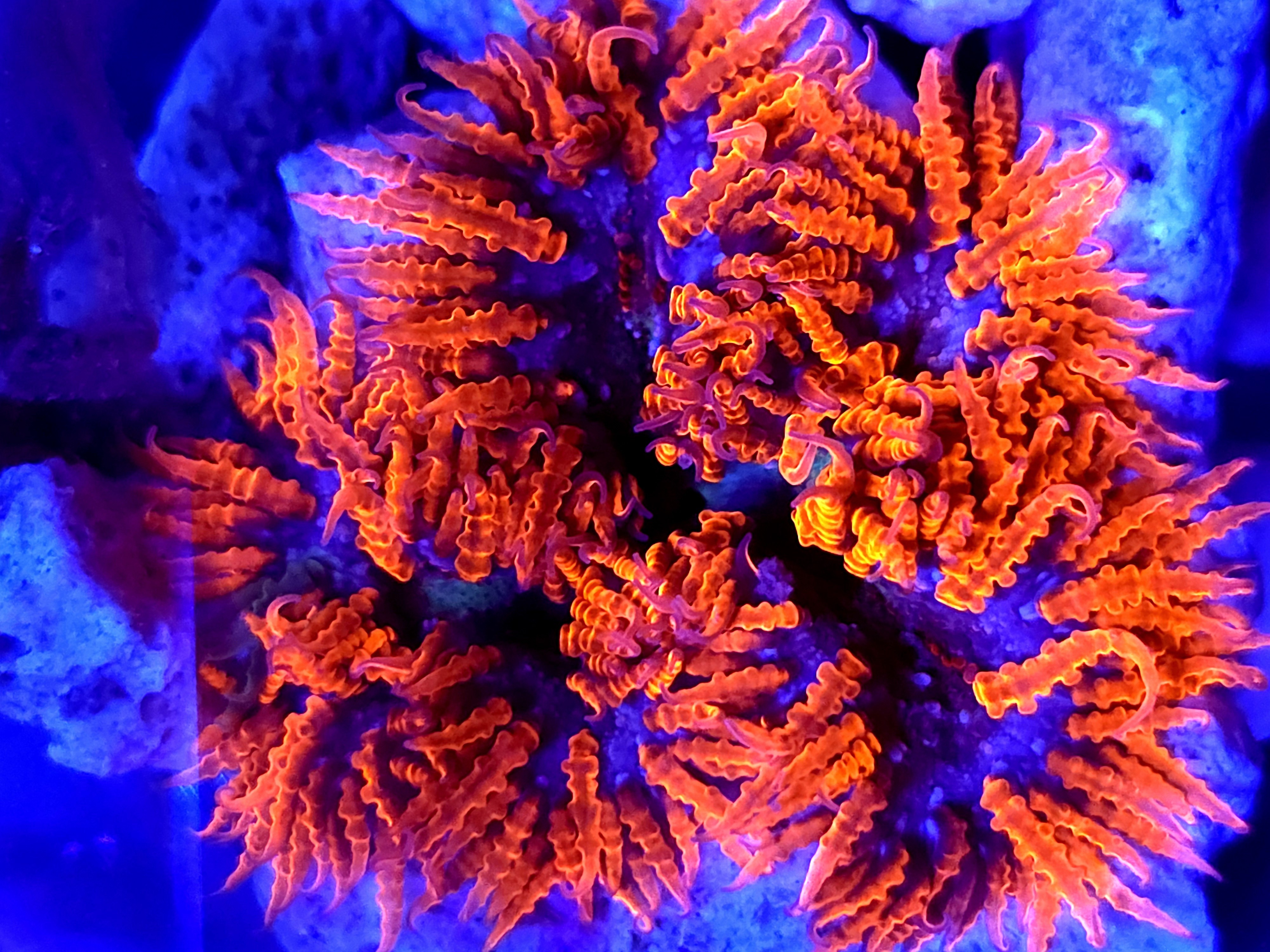 SBB " Red Skirt' Rock flower