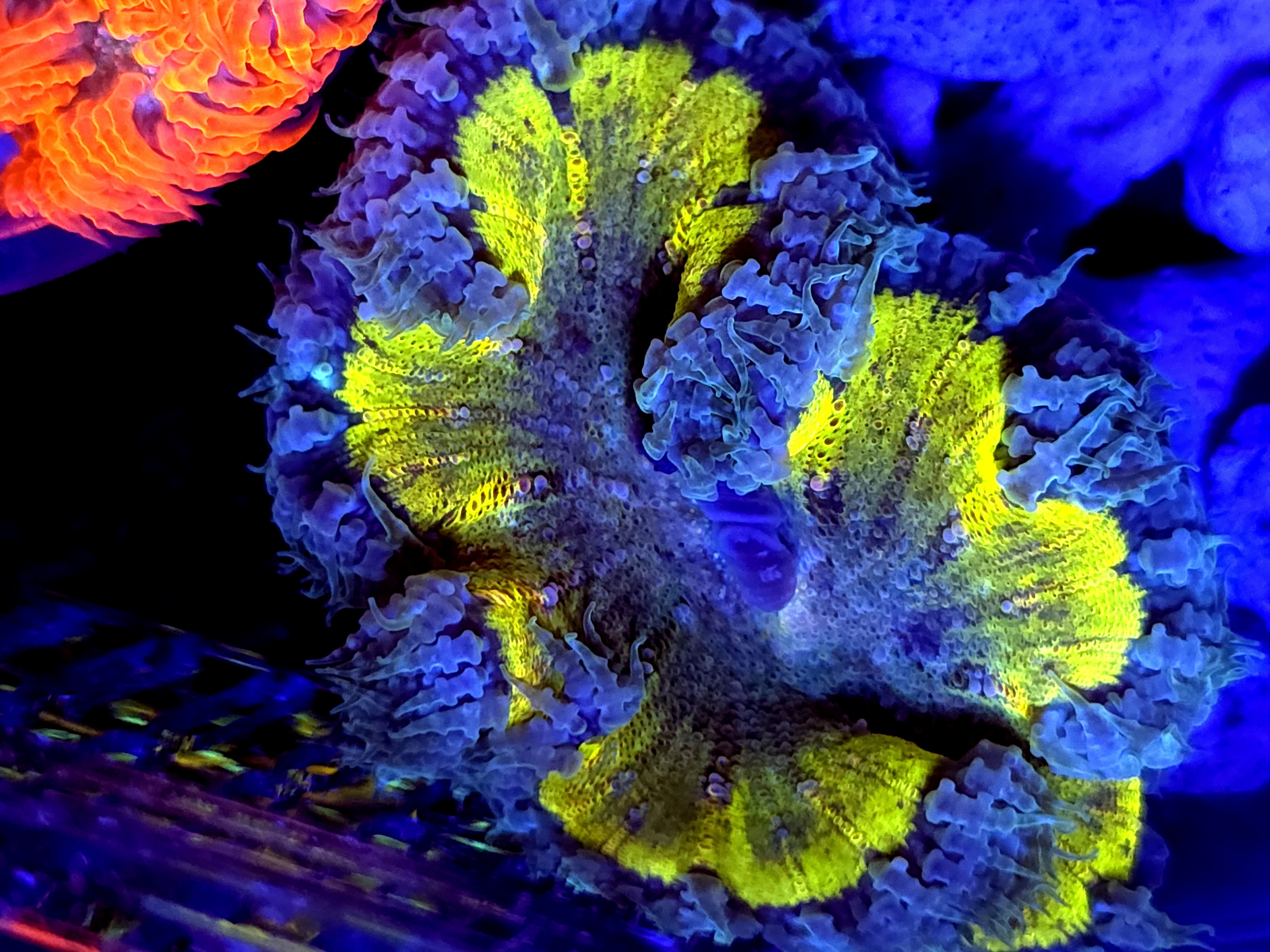 SBB rock flower