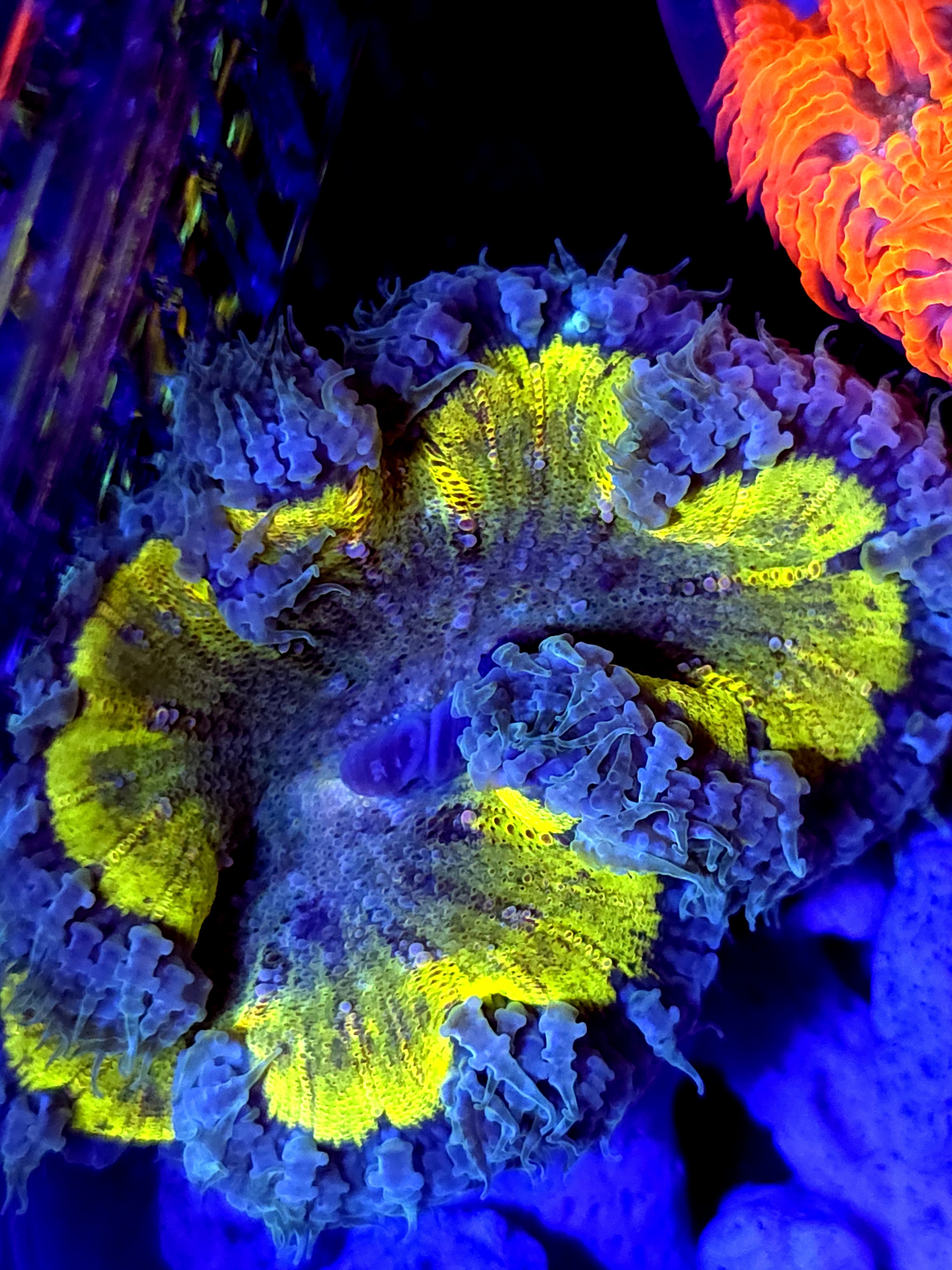 SBB Yellow center rock flower
