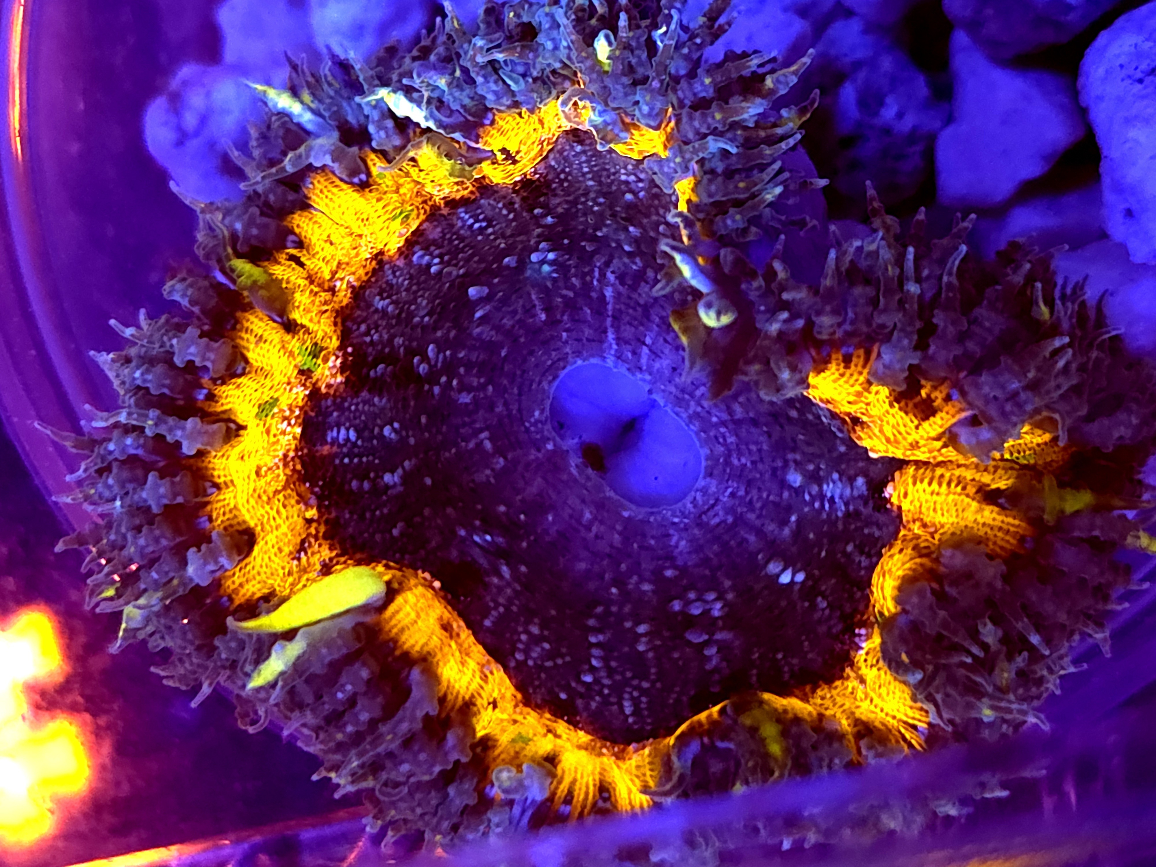 SBB Purple Yellow Center Rock flower