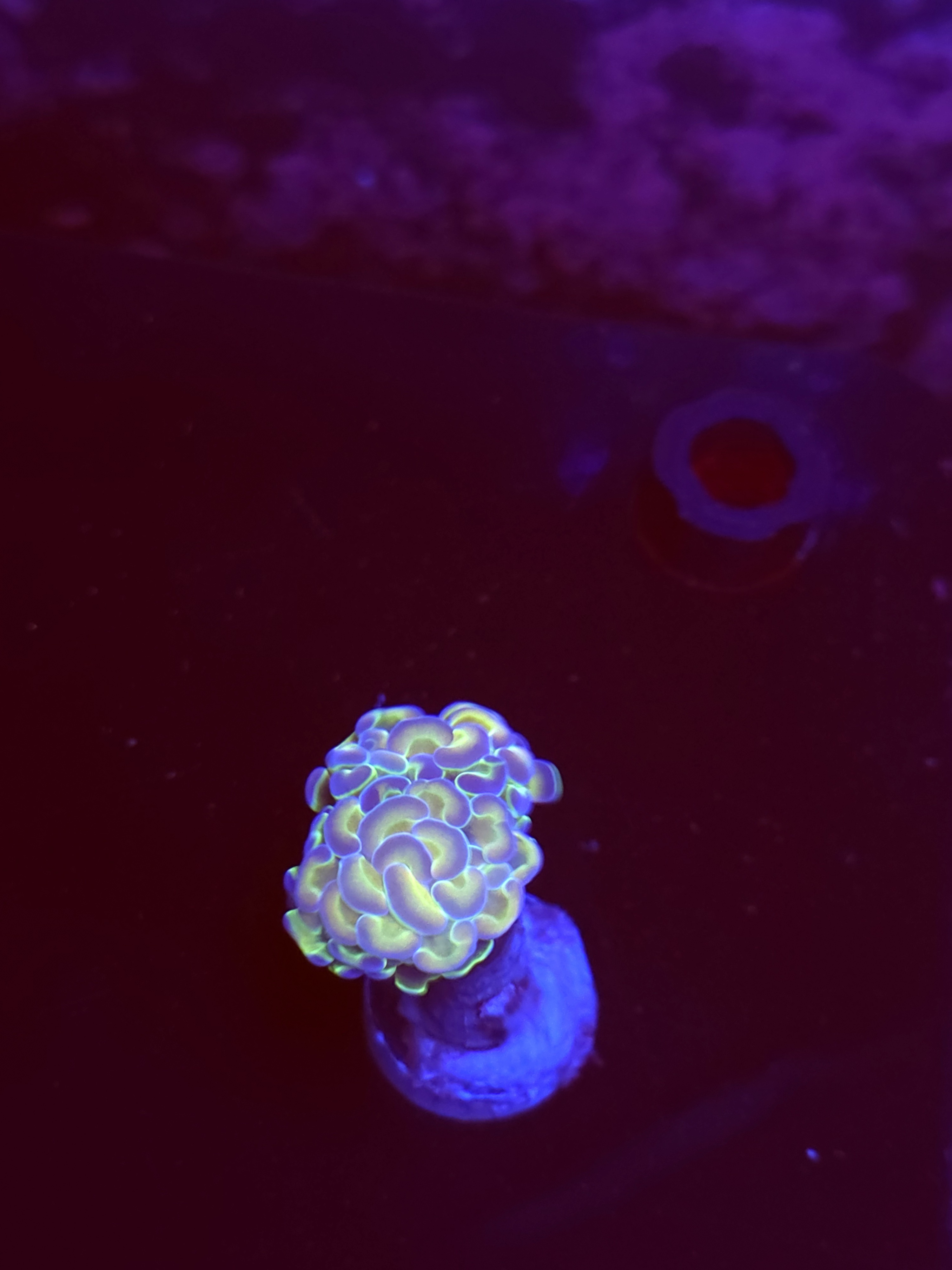 SBB " Hologram" Hammer
