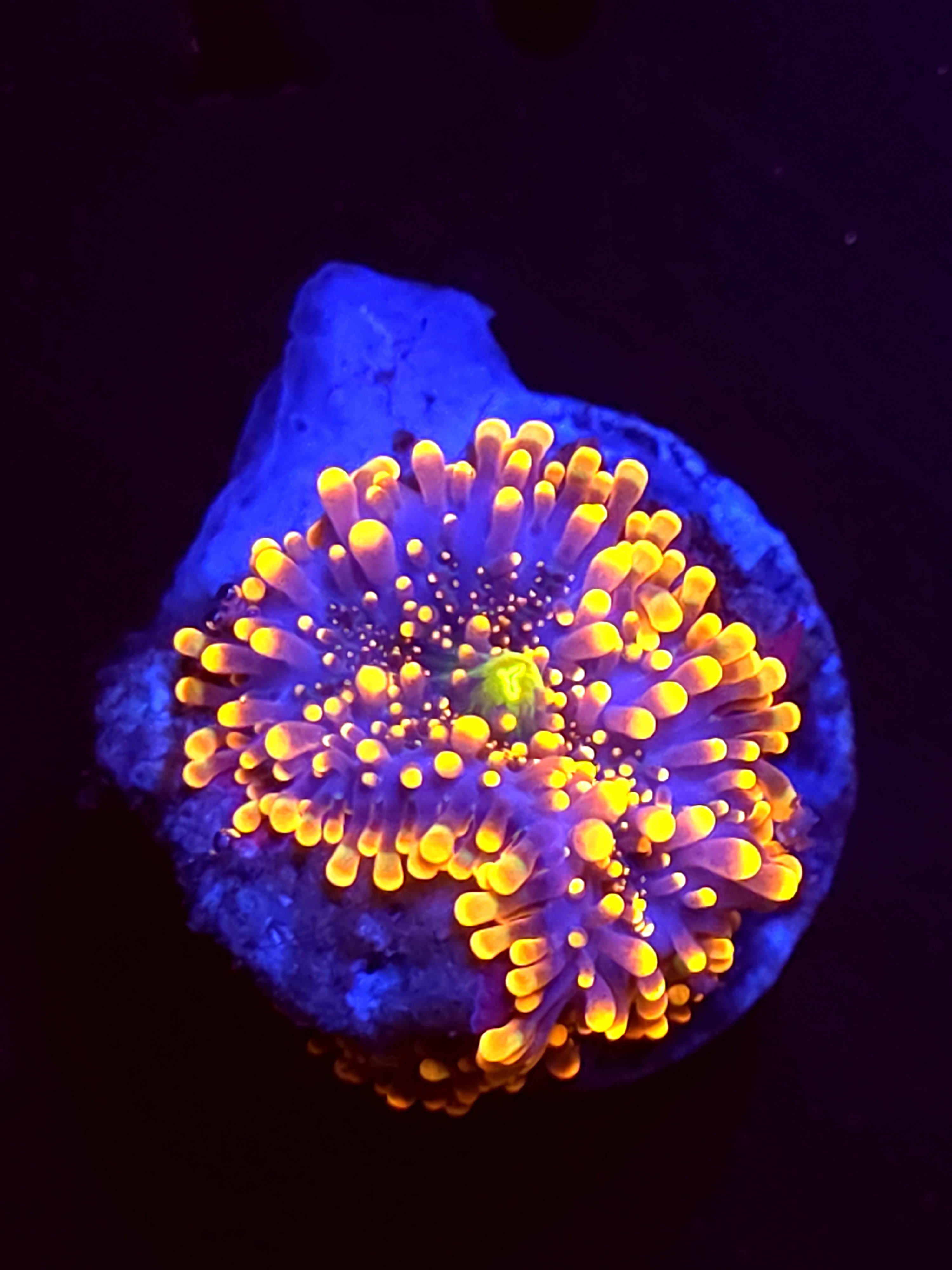 SBB "No Name" Mushroom Small