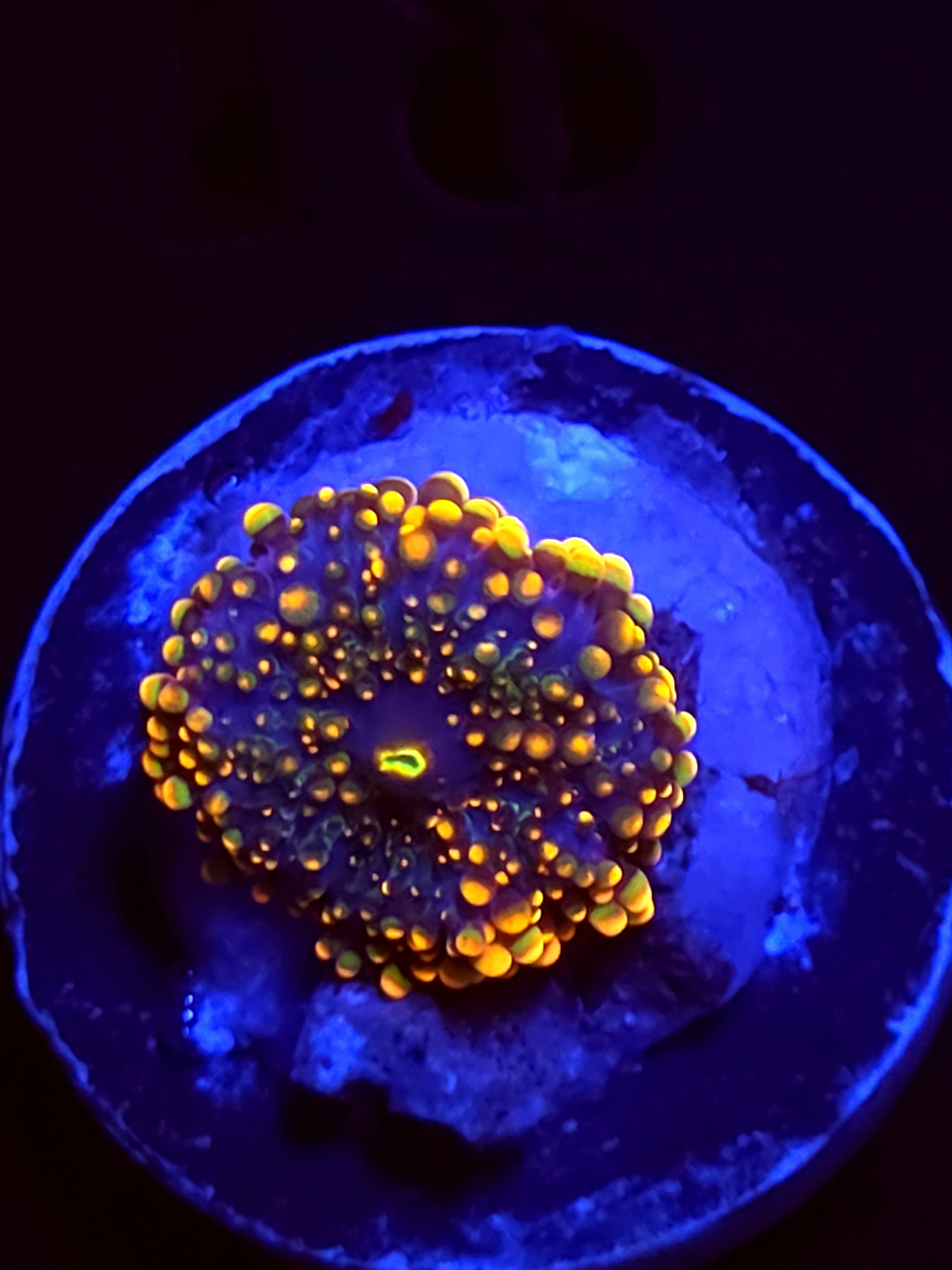 SBB "No Name" Mushroom Small