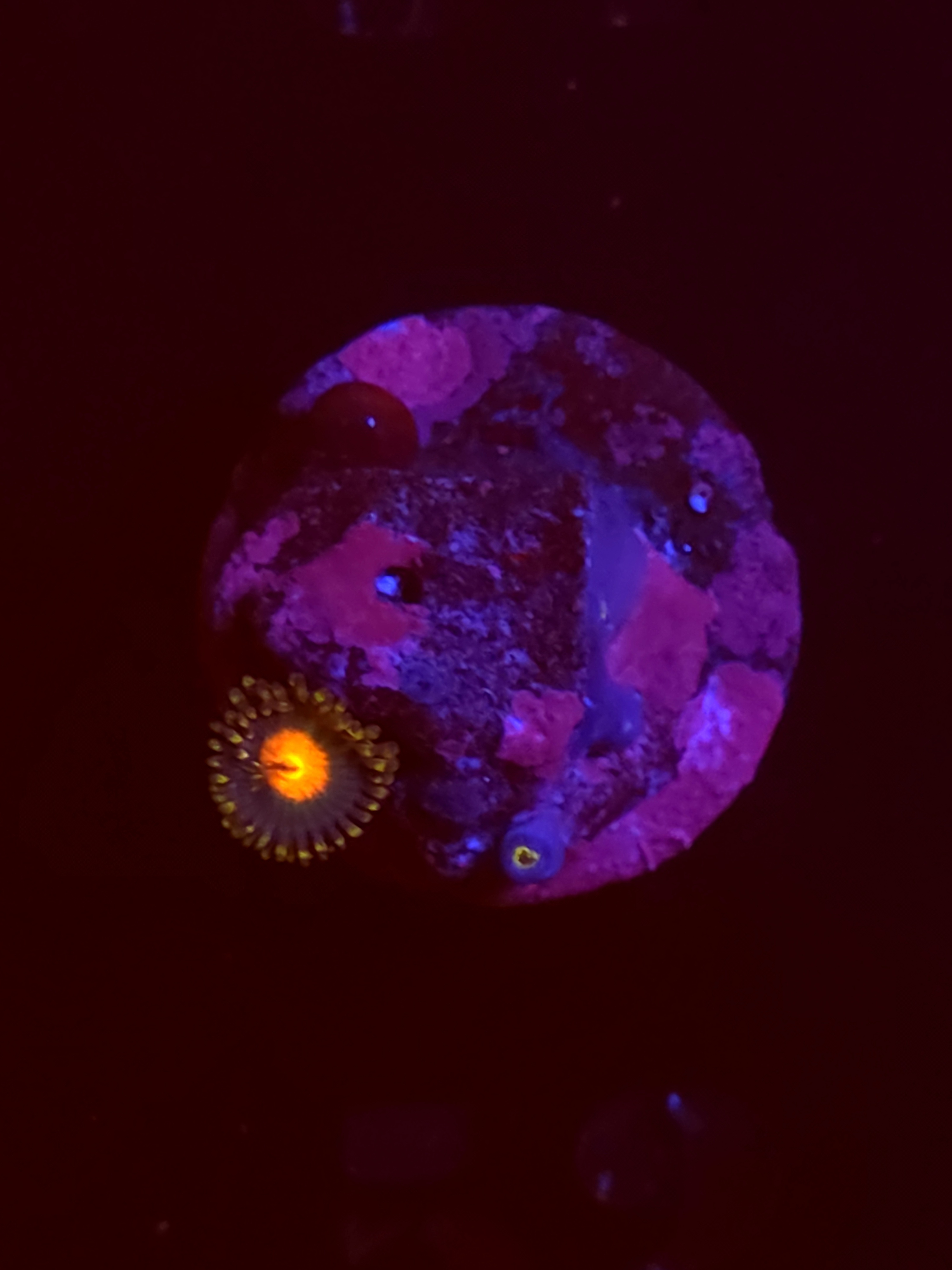 SBB"No Name" Zoas 1 Polyp