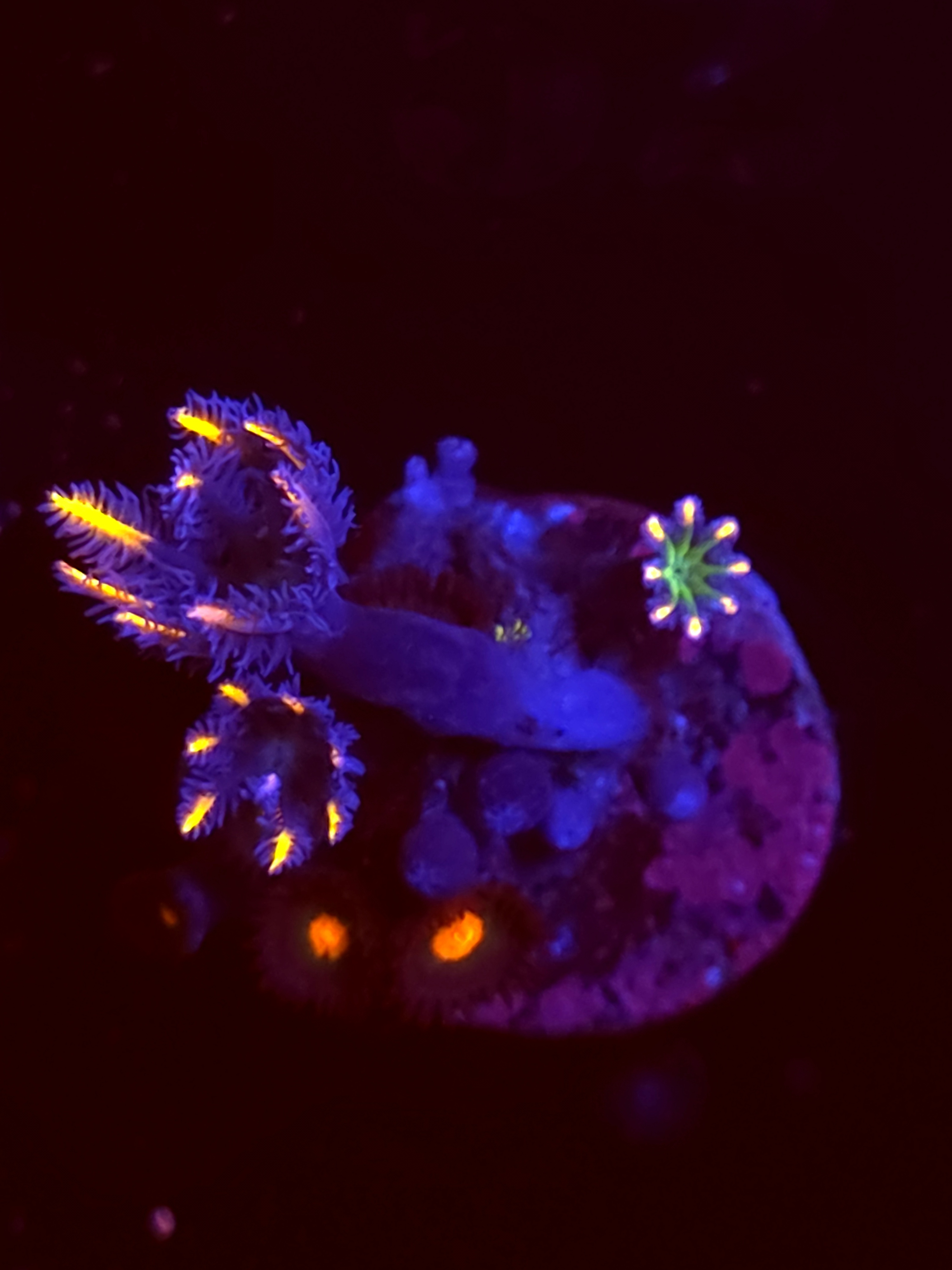 SBB"No Name" Zoas 4 Polyps