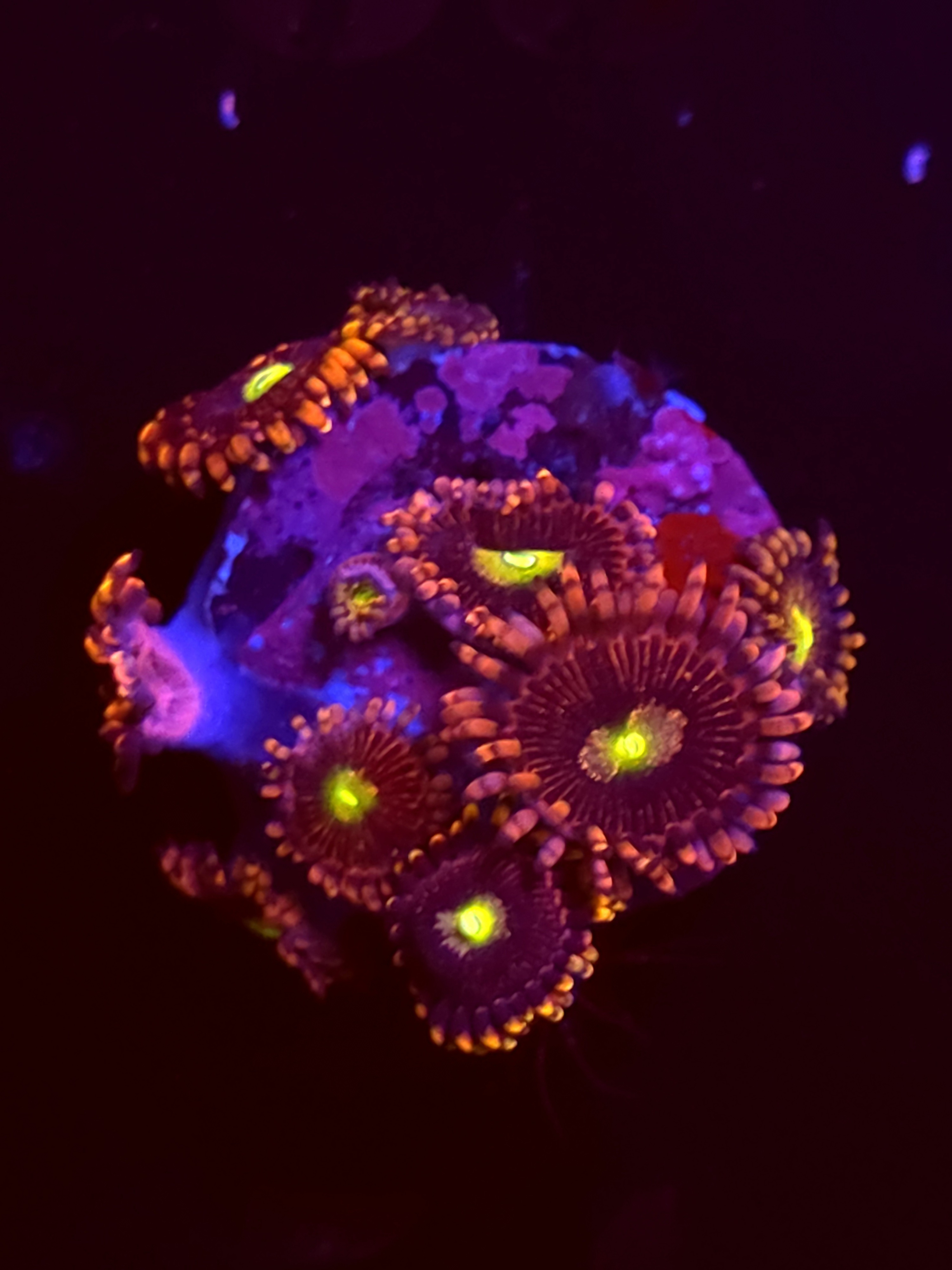 SBB"No Name" Zoas 5 Polyps