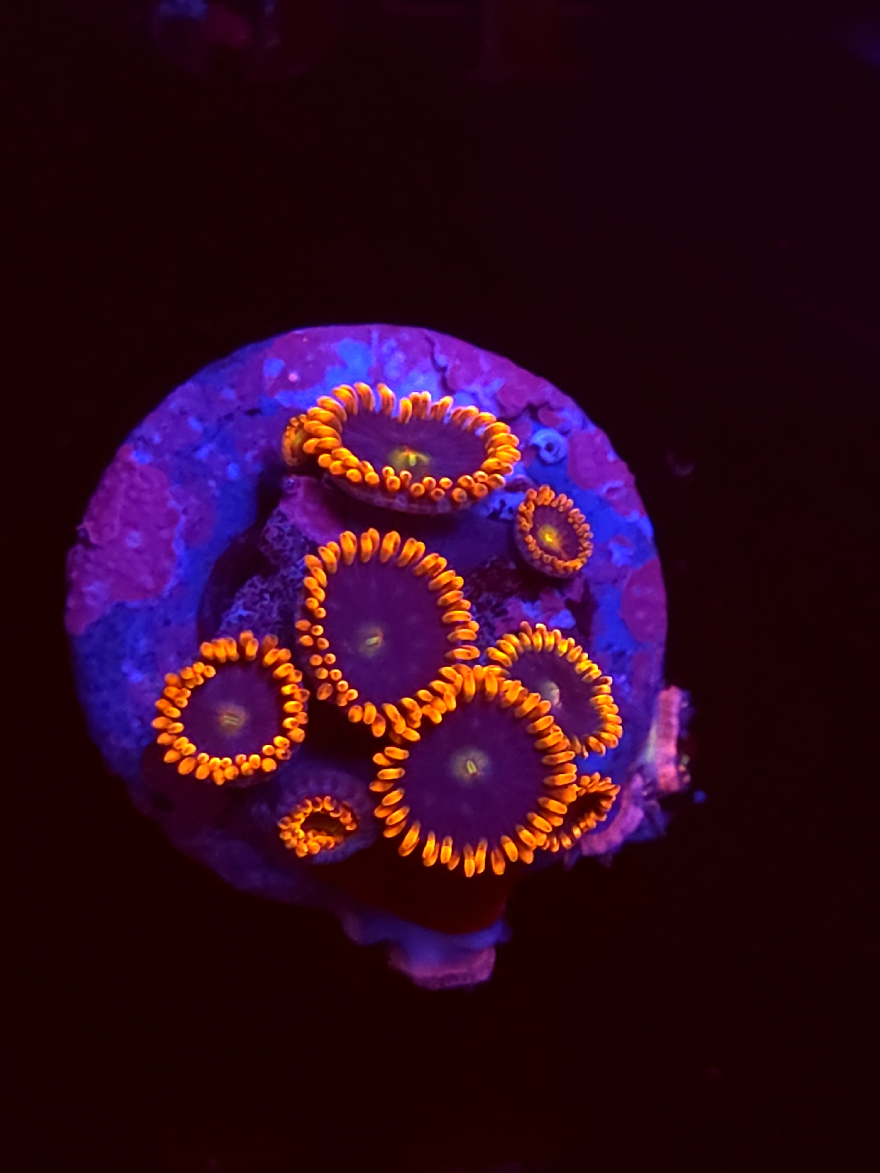 SBB"No Name" Zoas 1 Polyp