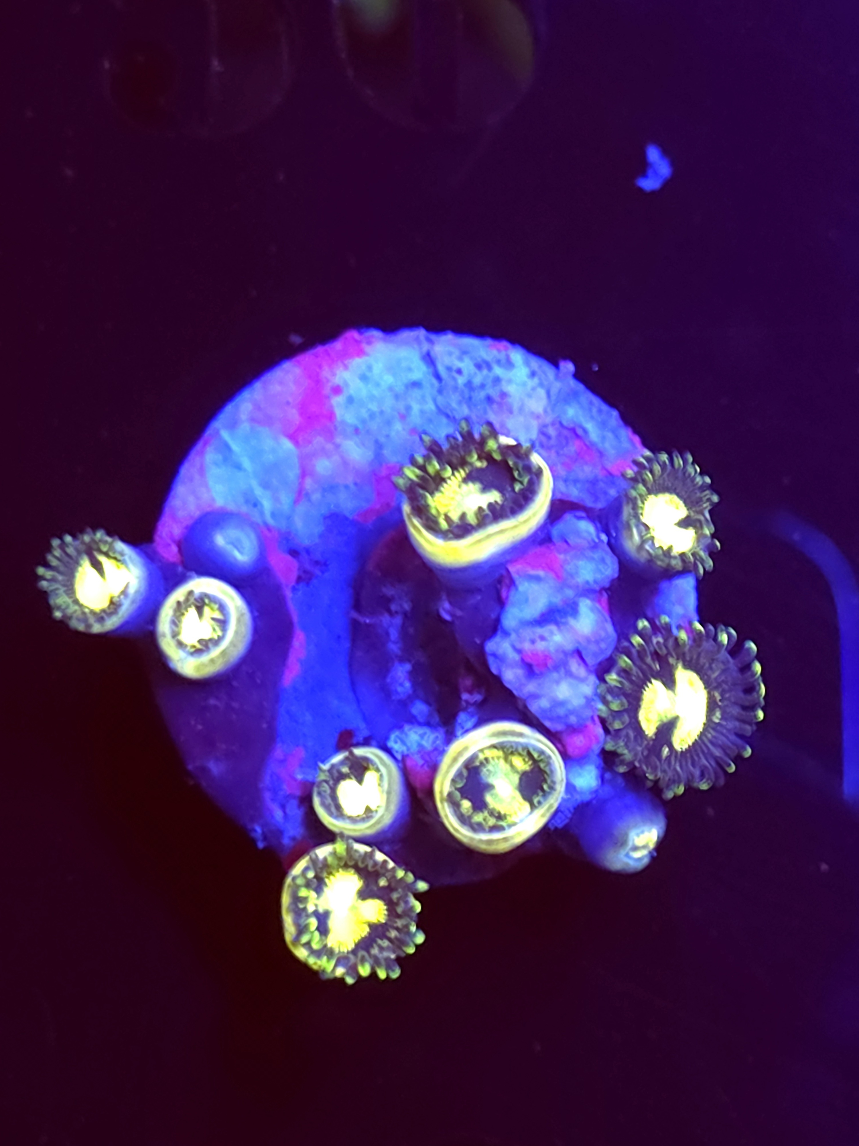 SBB"No Name" Zoas Mini Colony