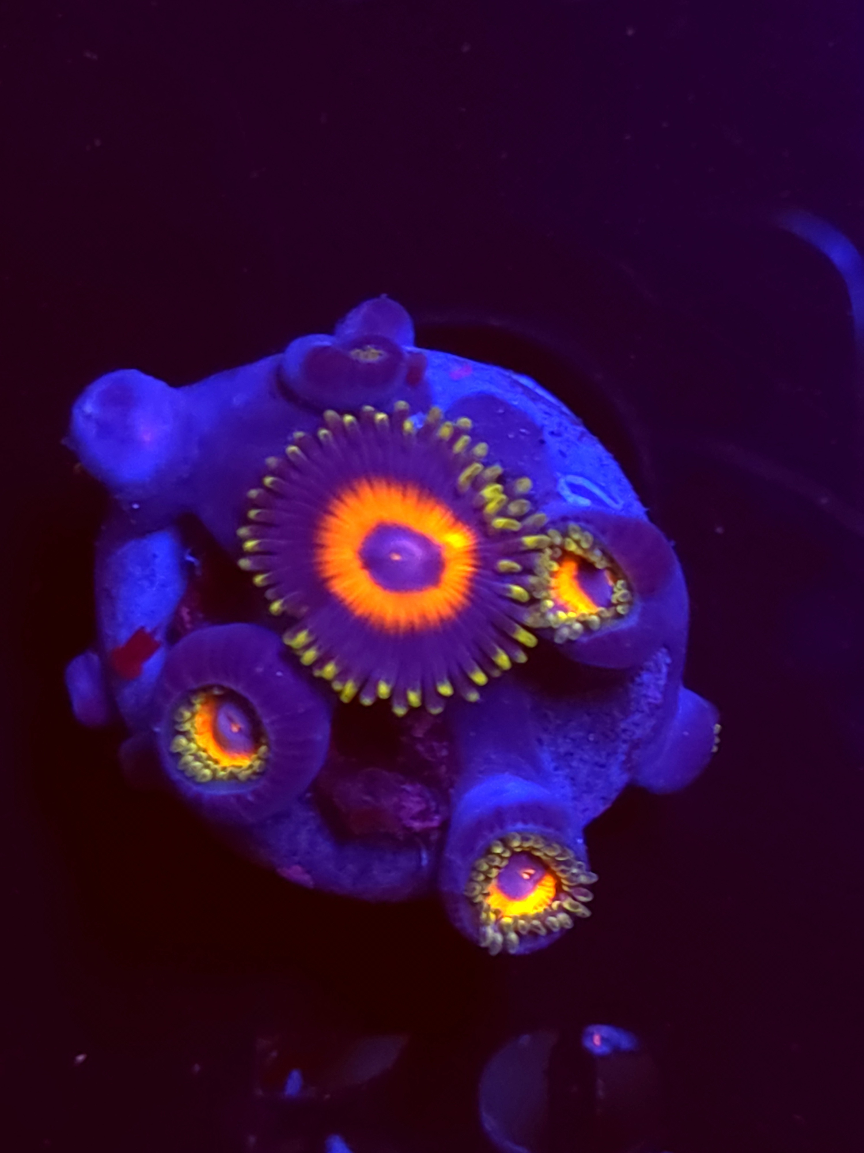 SBB"No Name" Zoas Mini Colony
