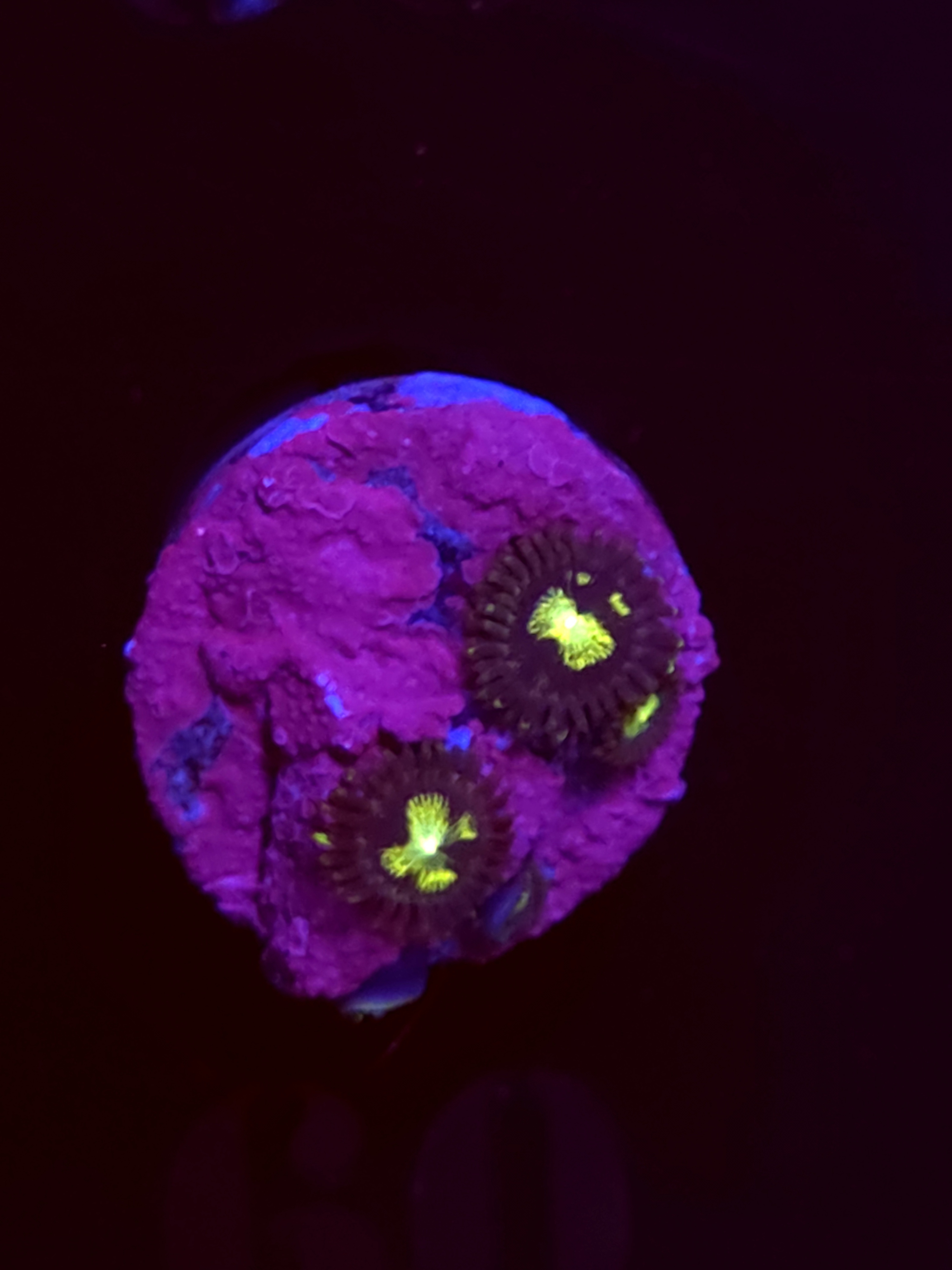 SBB"No Name" Zoas 2 Polyps