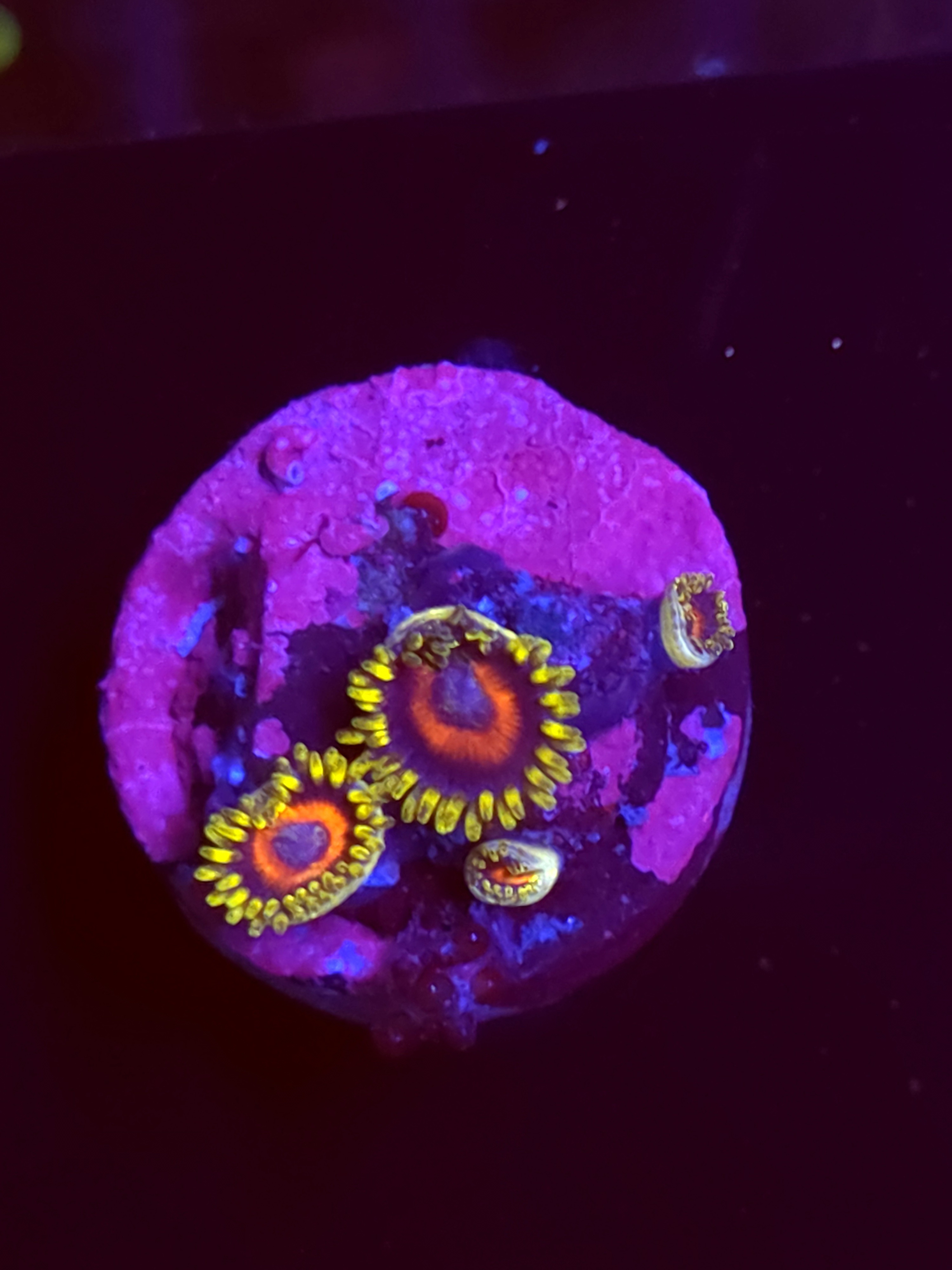 SBB"No Name" Zoas 3 Polyps
