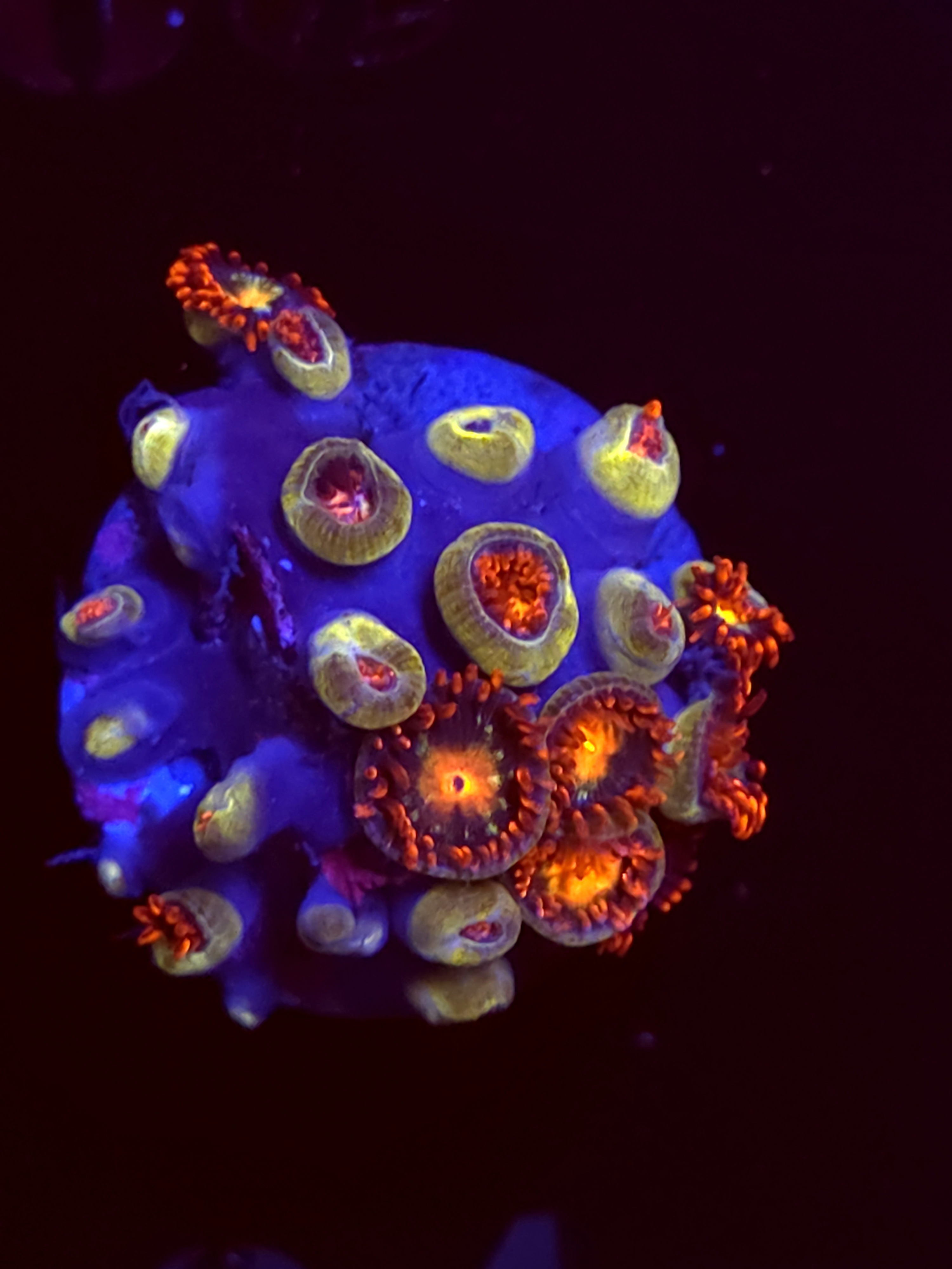 SBB"No Name" Zoas Mini Colony