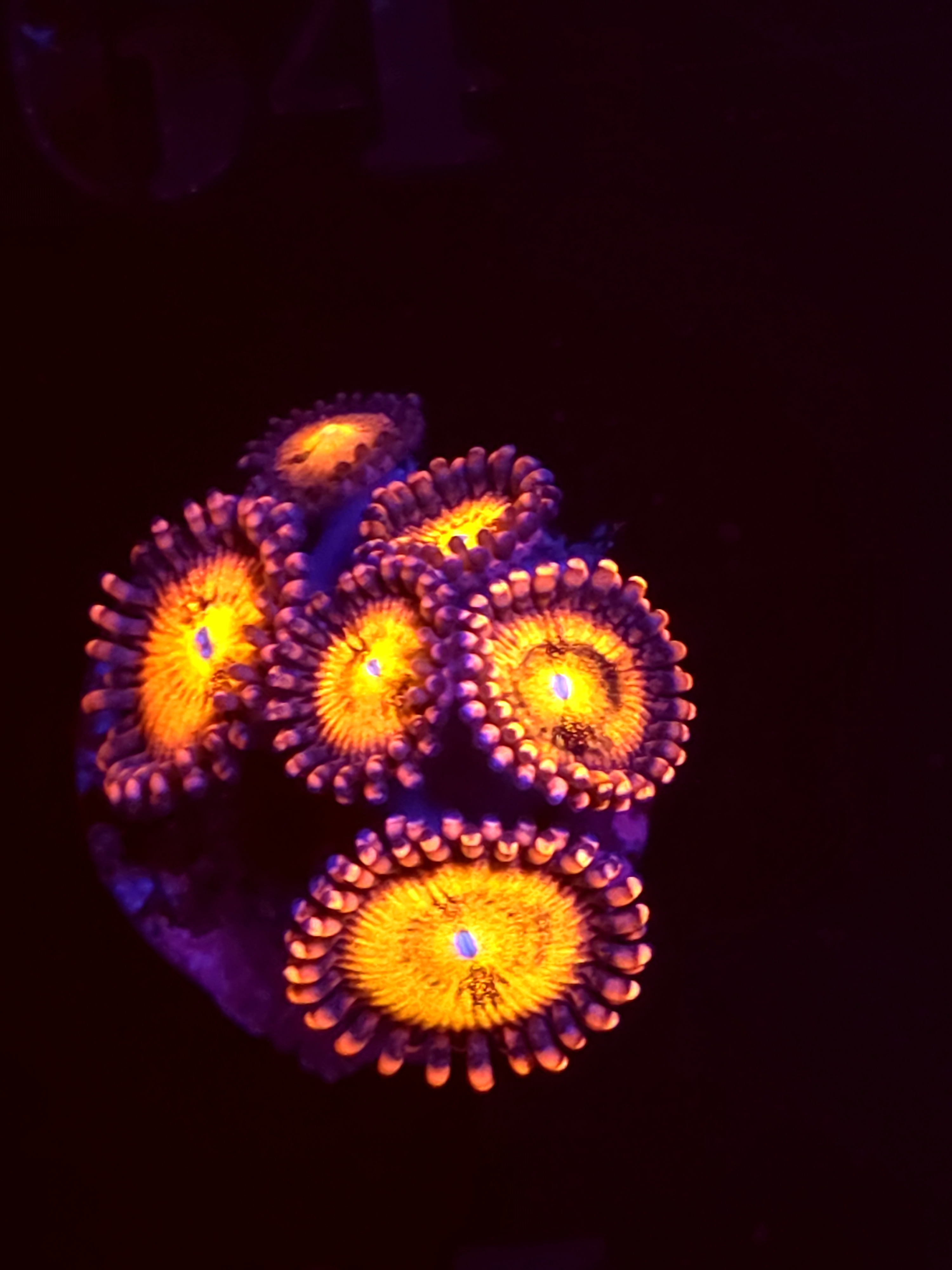 SBB"No Name" Zoas 3+ Polyps