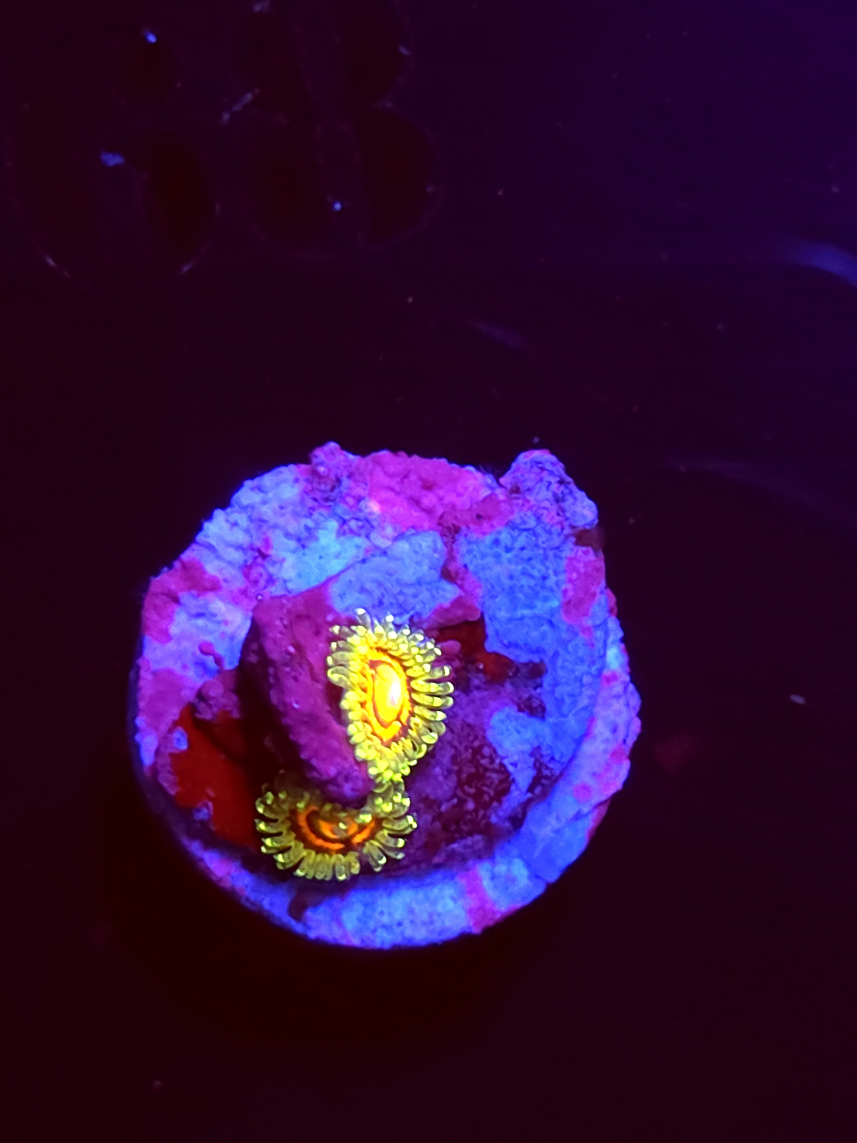 SBB"No Name" Zoas 1 Polyp