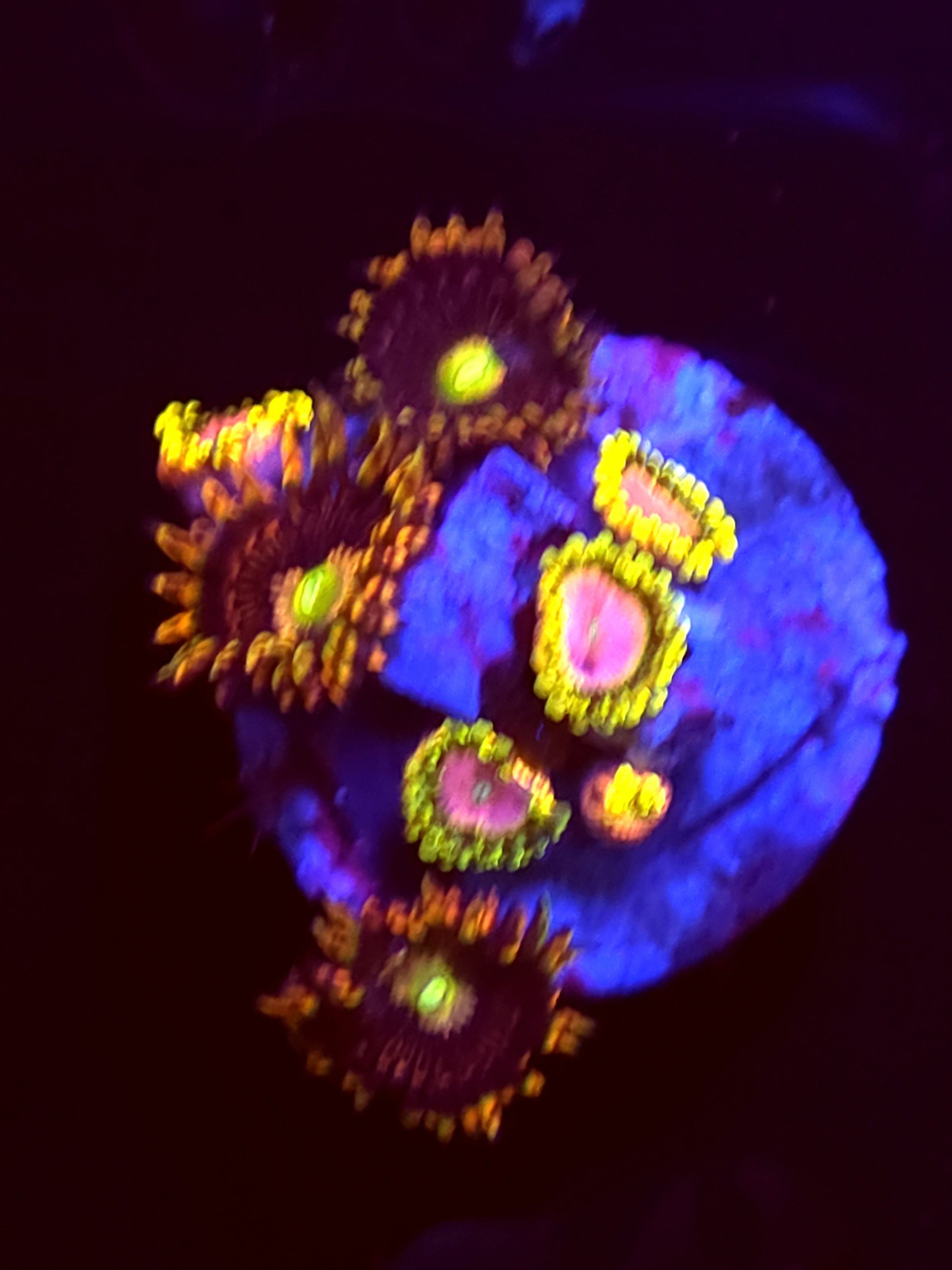 SBB"No Name" Zoas 5+ Polyps