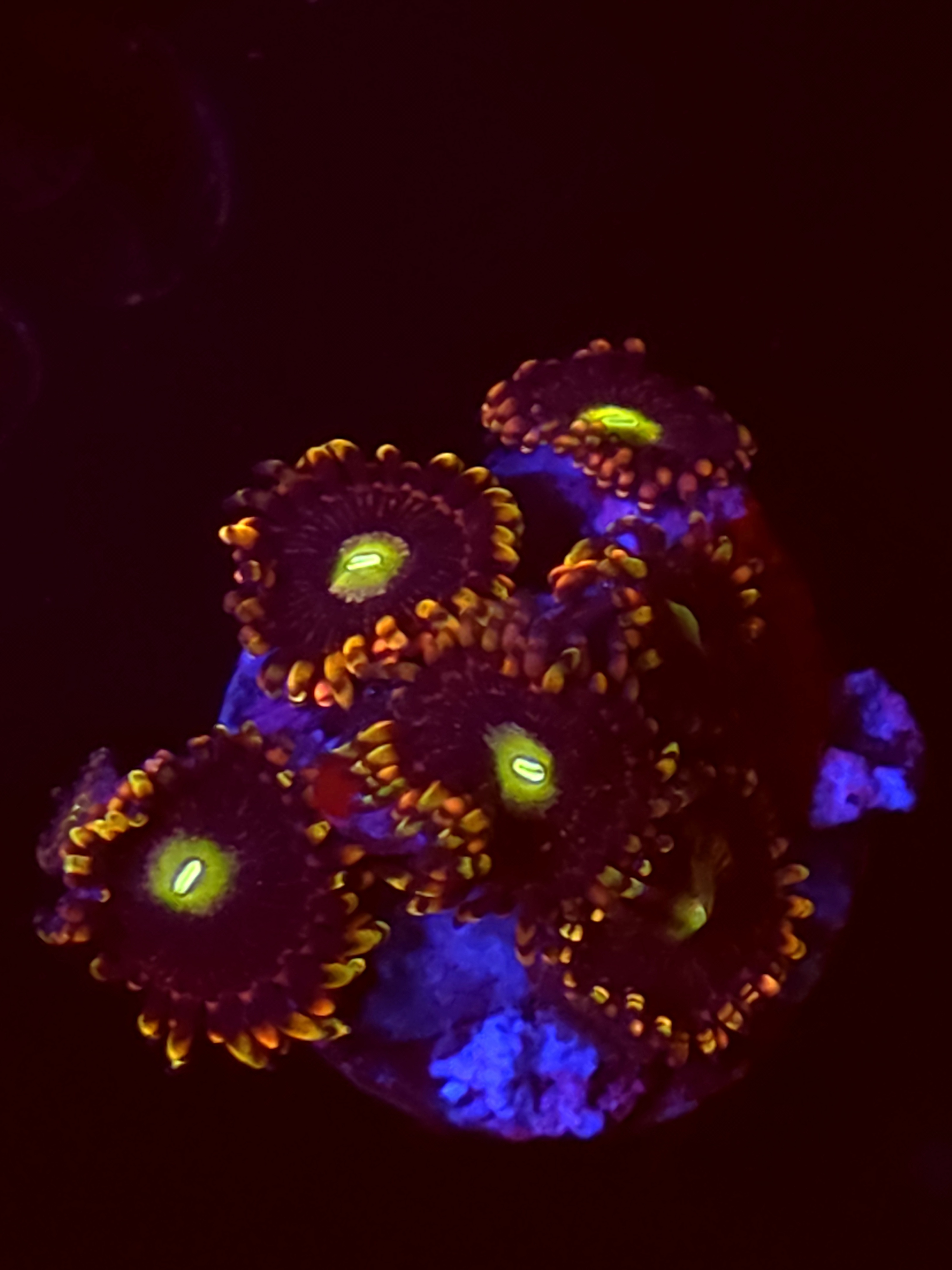 SBB"No Name" Zoas 3 Polyps