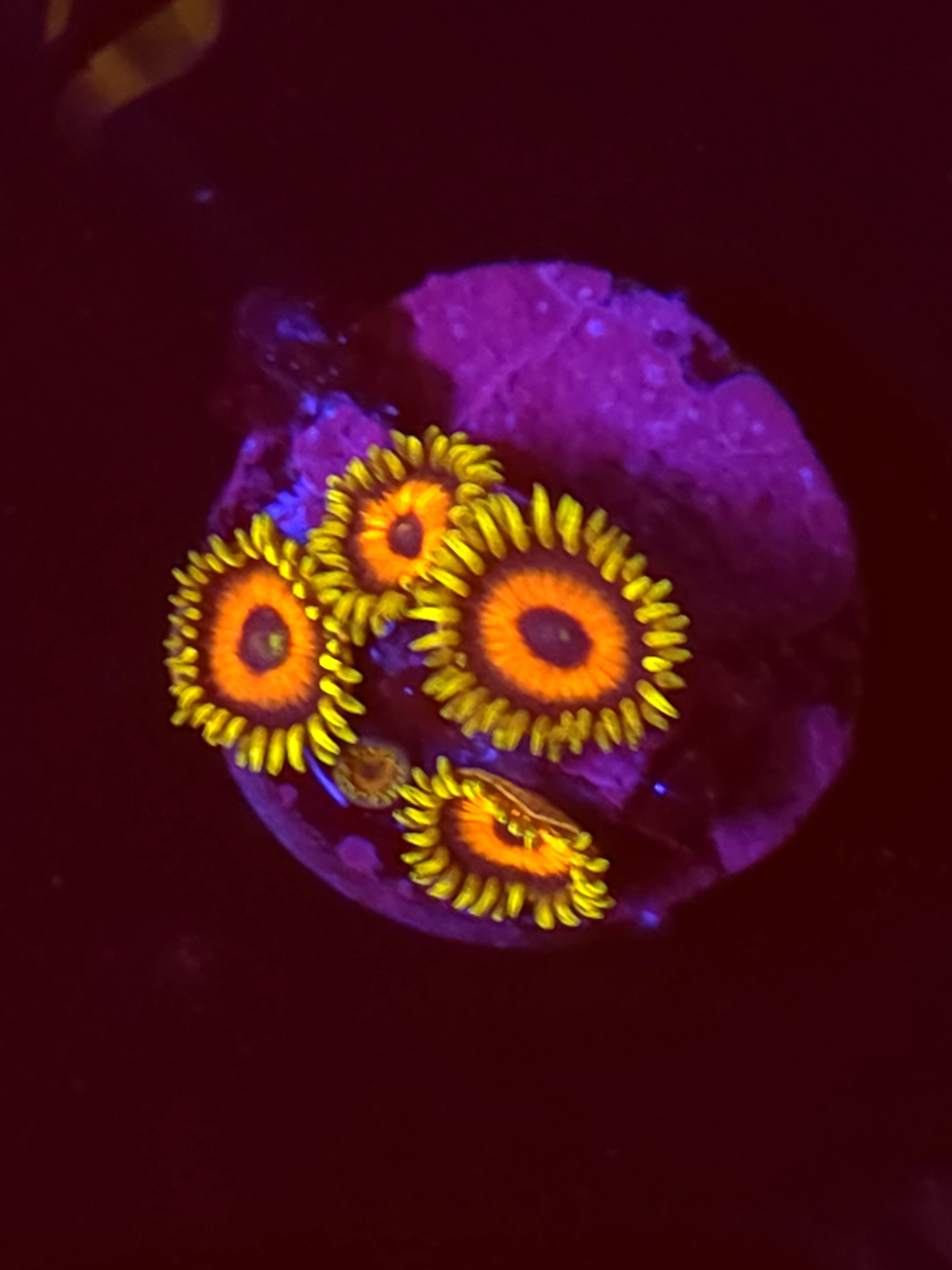 SBB"No Name" Zoas 4 Polyps
