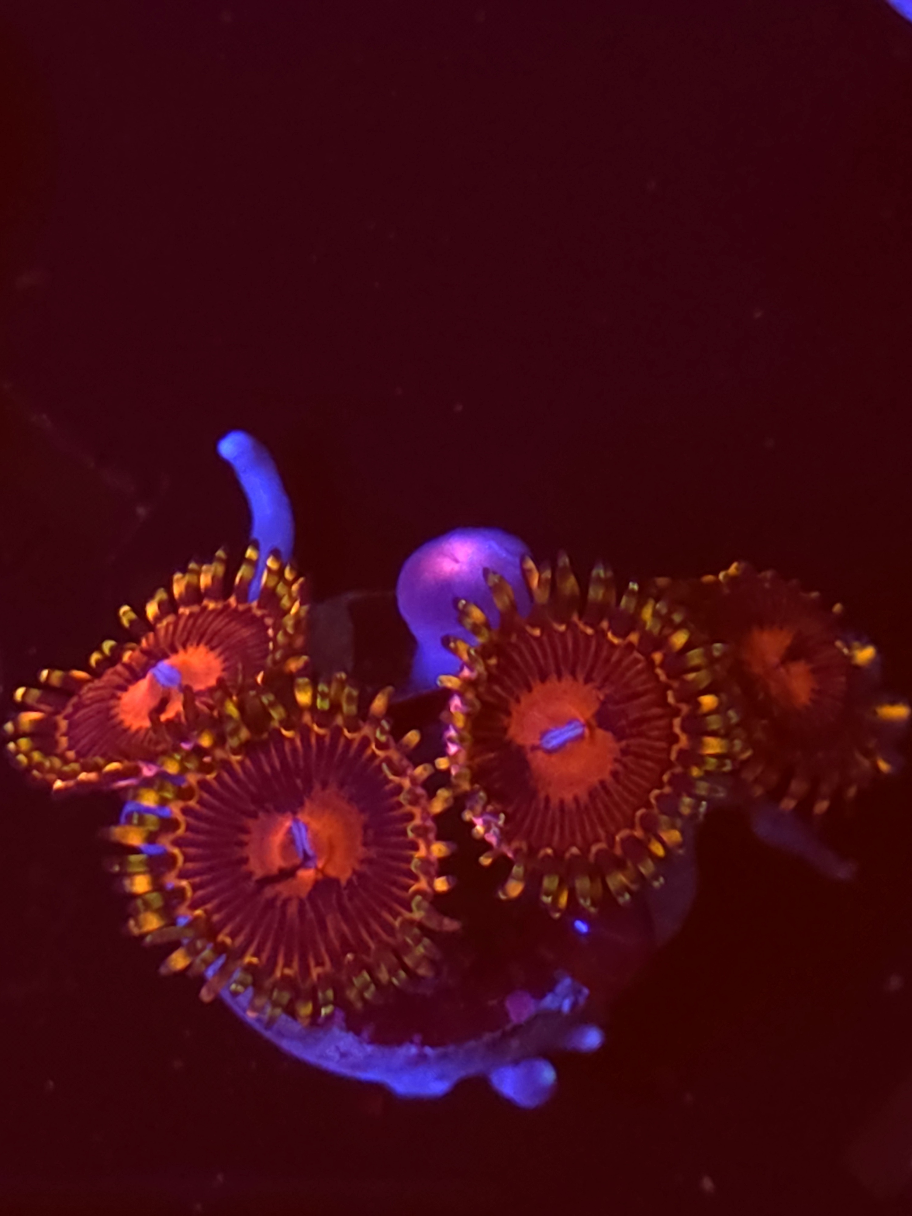 SBB "No Name" Zoas 5 Polyps