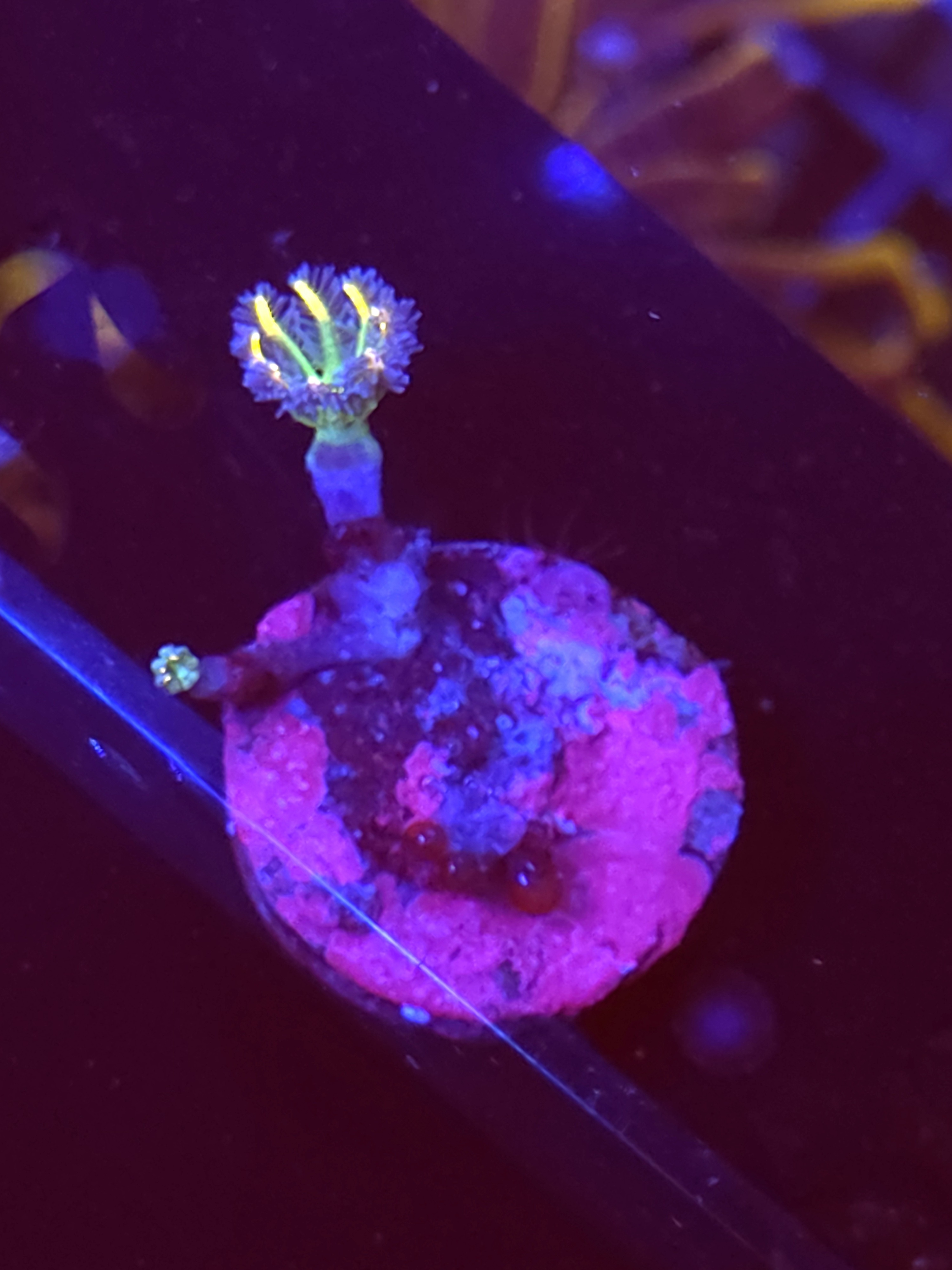 SBB "Fireworks Cloves" Cloves 2 Polyps