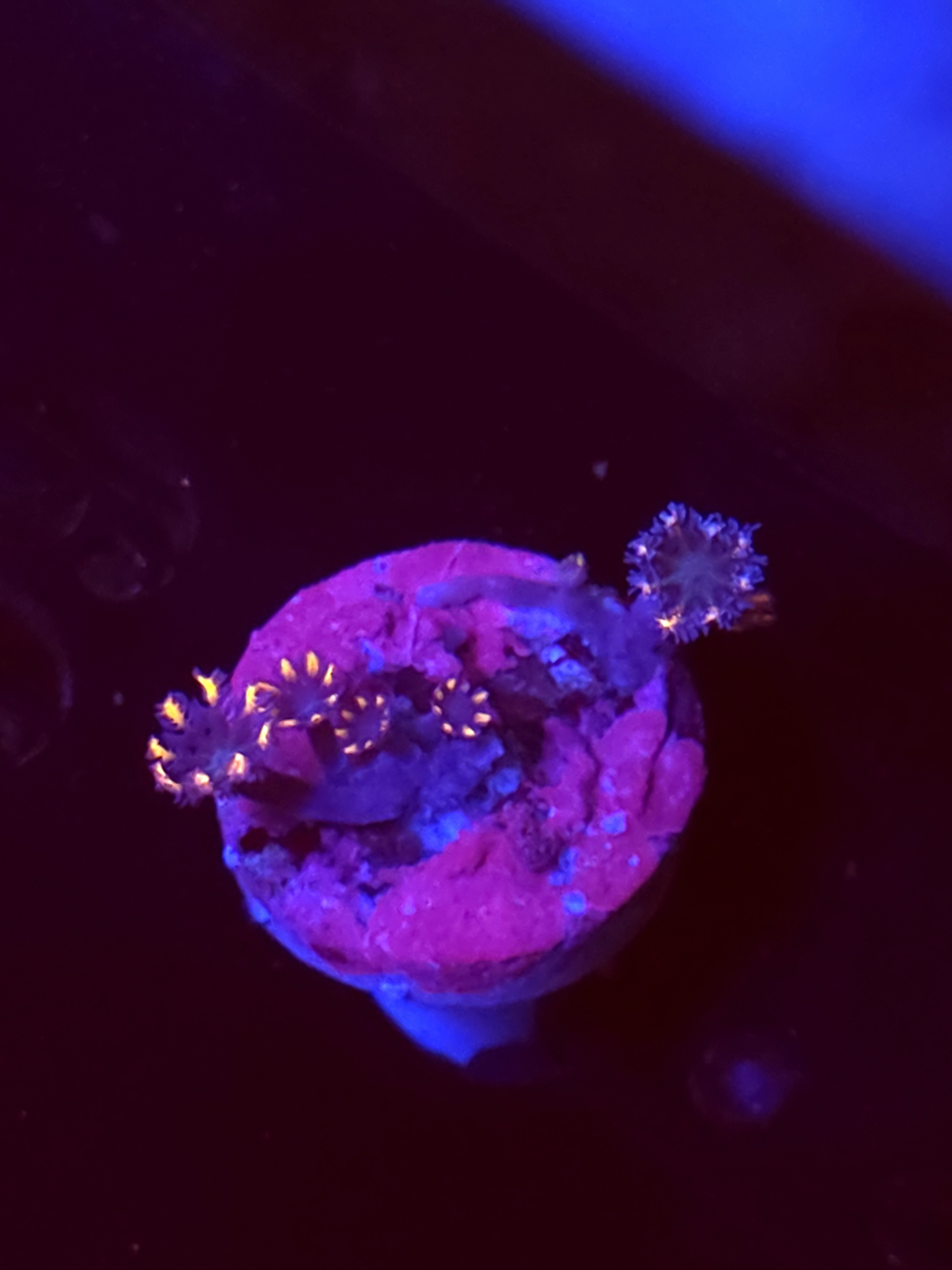 SBB "Mystery Signature" Cloves 3 Polyps