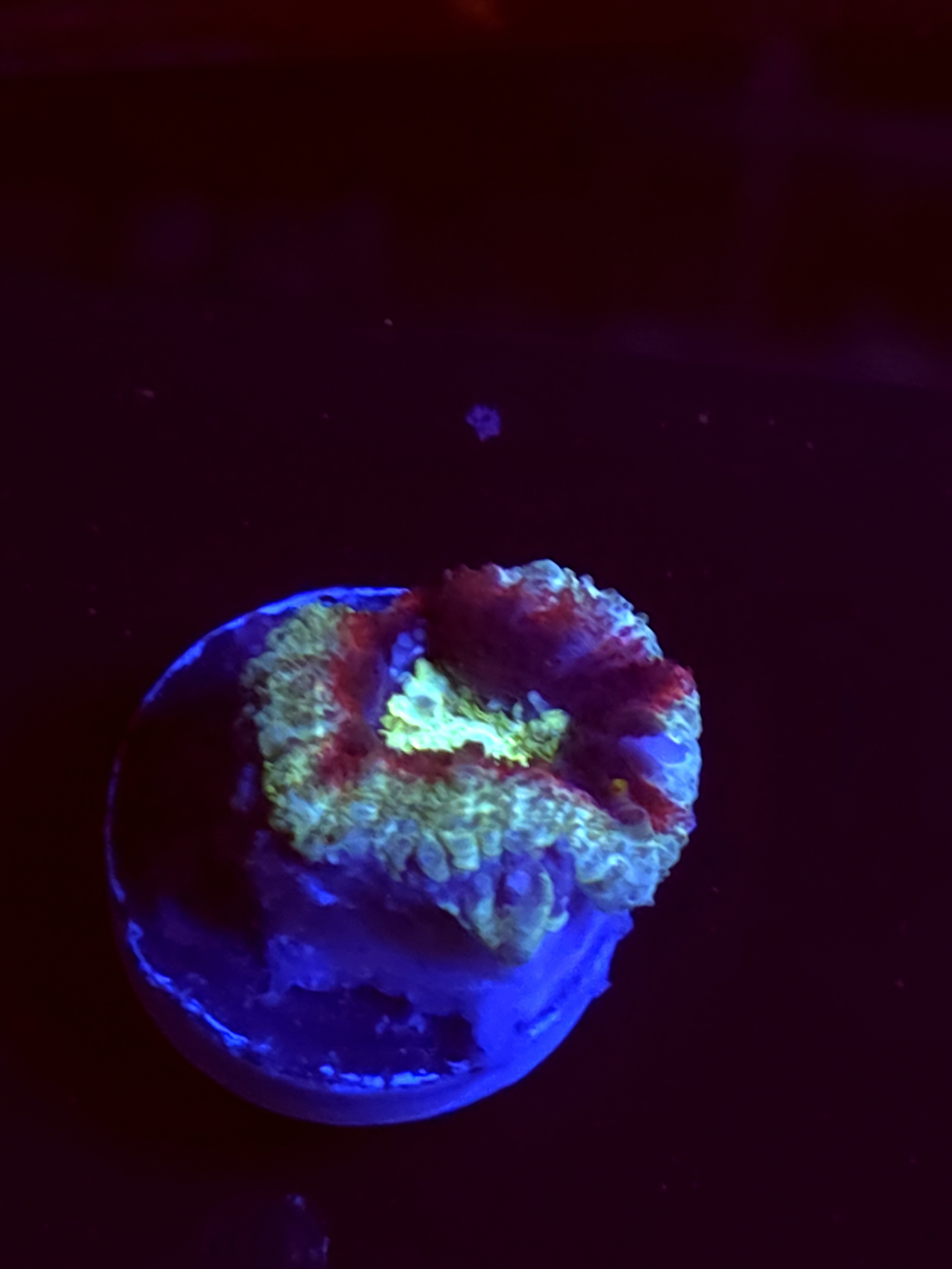 SBB "Candy Gram" Acan 1 Head