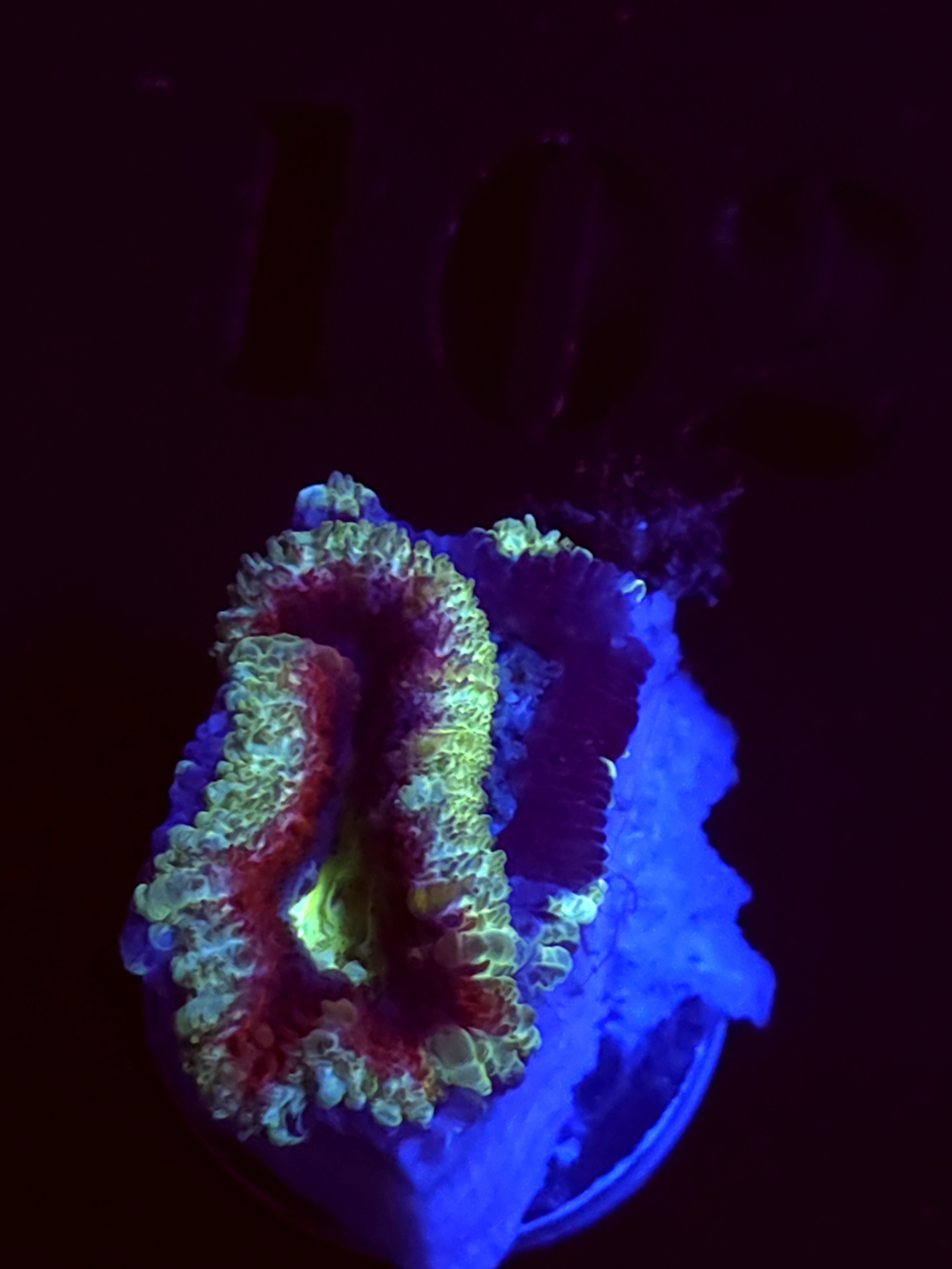 SBB "Candy Gram" Acan 1 Head