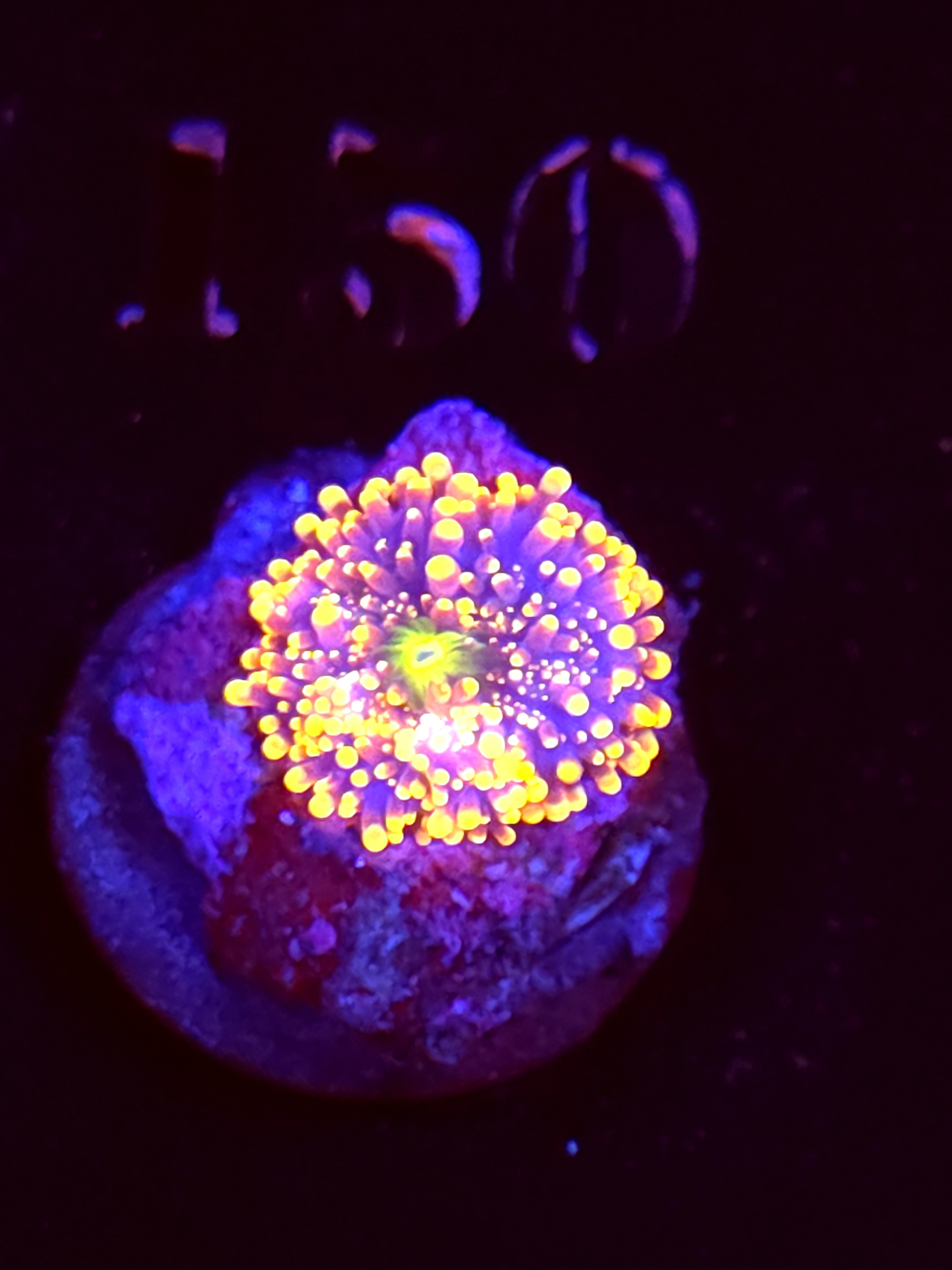 SBB "No Name" Mushroom Small