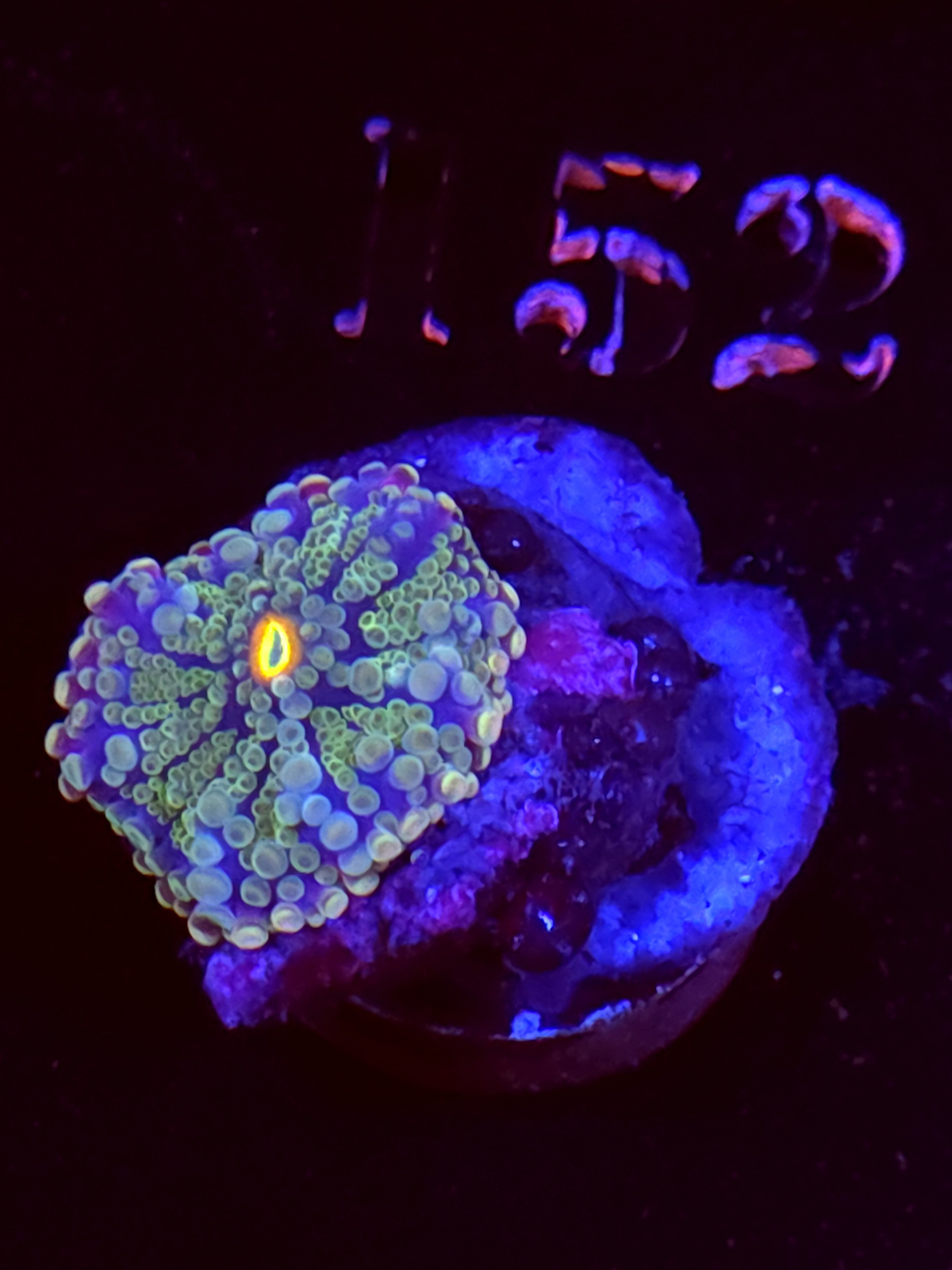 SBB "No Name" Mushroom Small