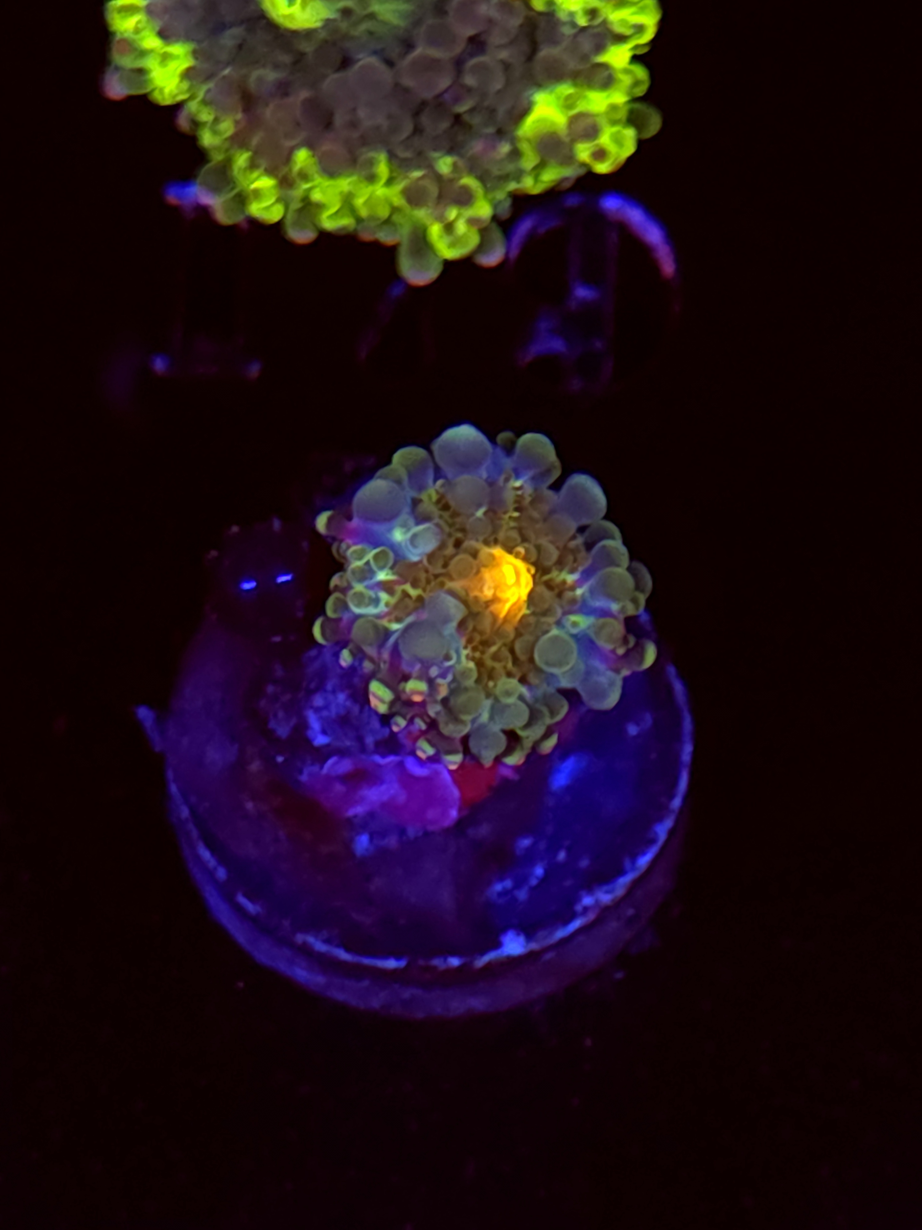 SBB "No Name" Mushroom Tiny
