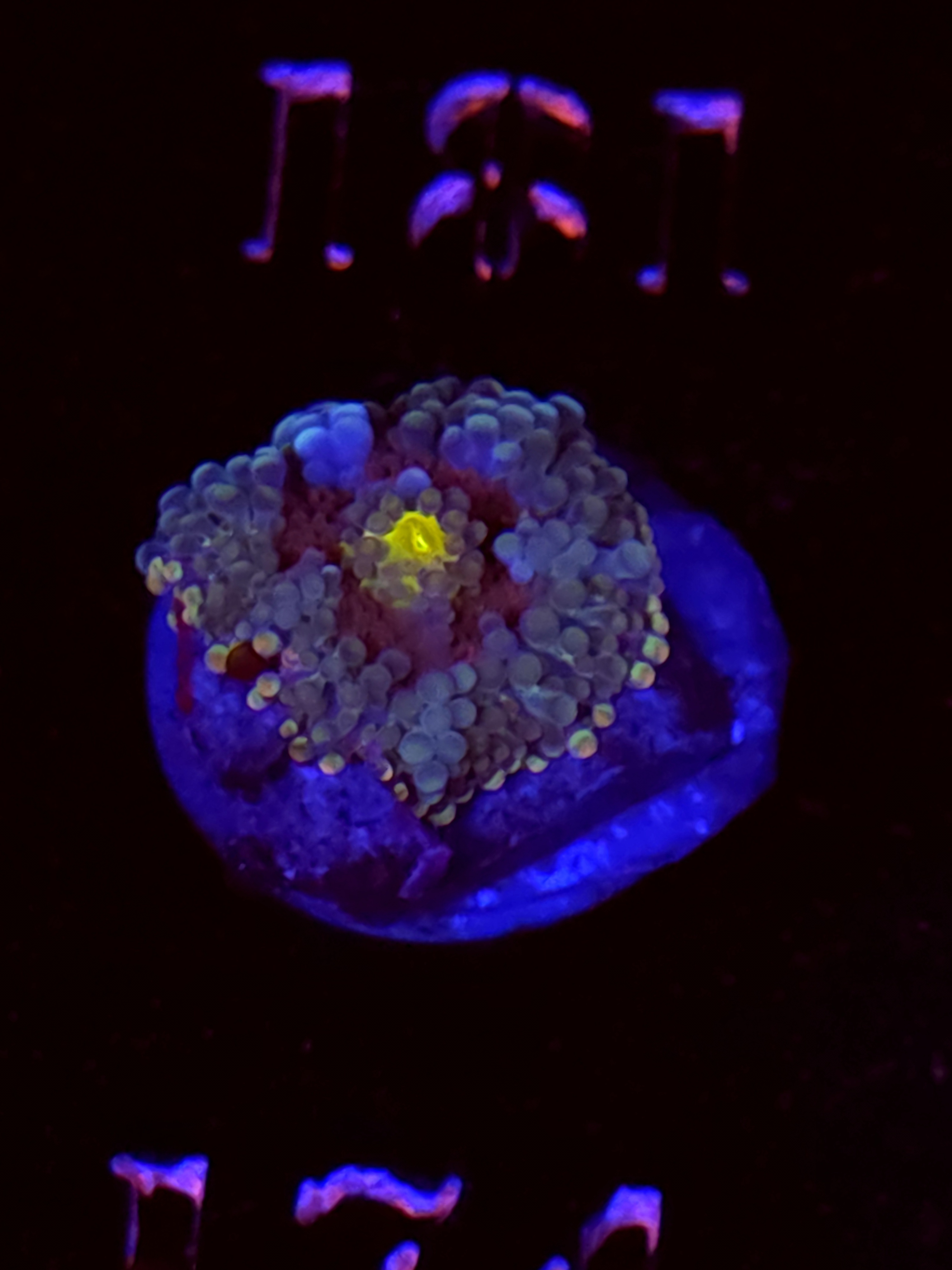 SBB "No Name" Mushroom Small